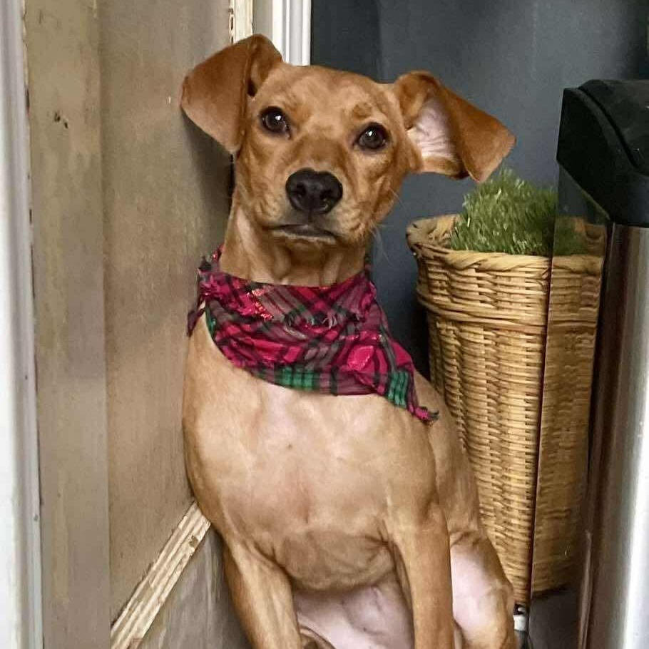 Enlarge Bella, a Adoptable mixed breed in San Diego, CA image 5/6