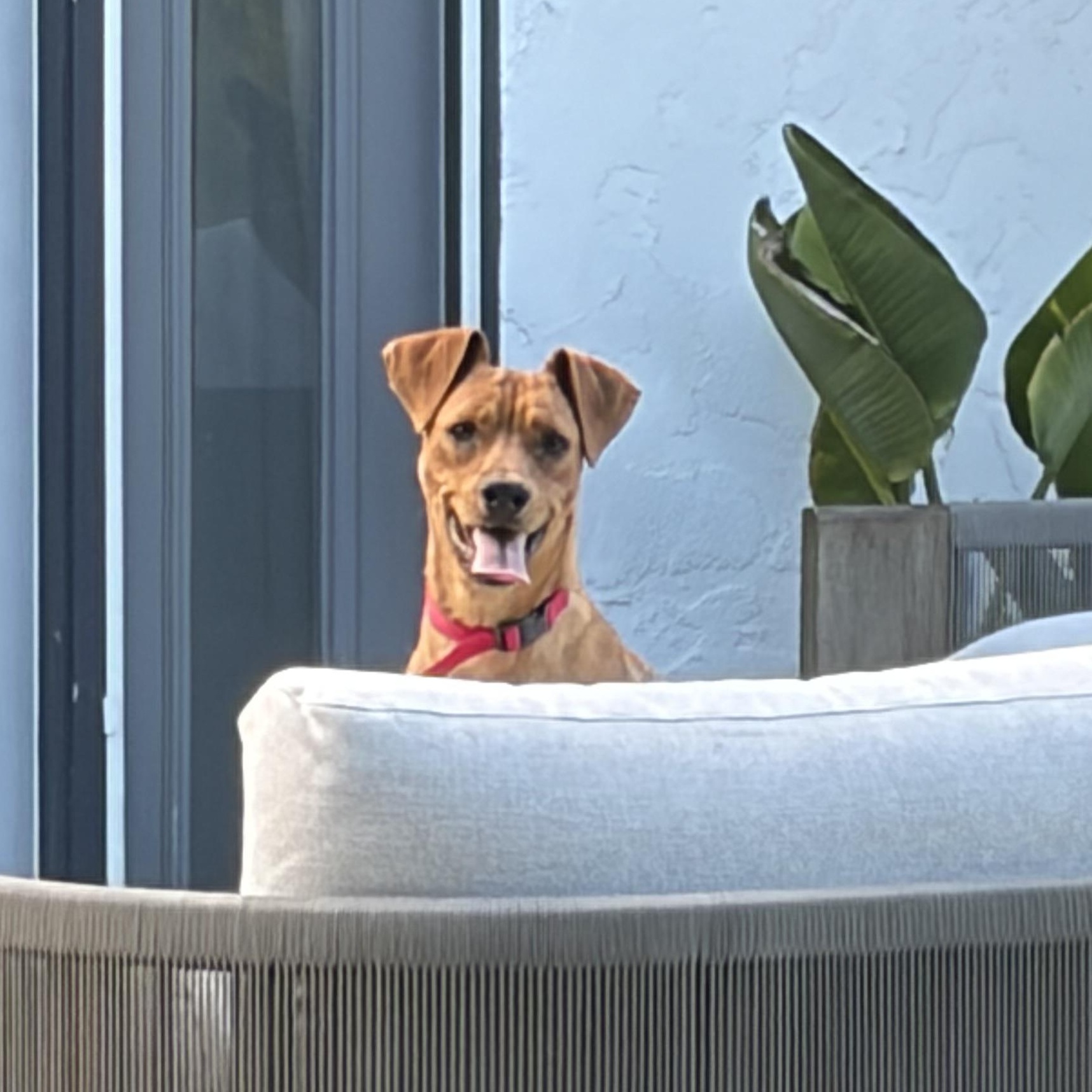 Enlarge Bella, a Adoptable mixed breed in San Diego, CA image 2/6