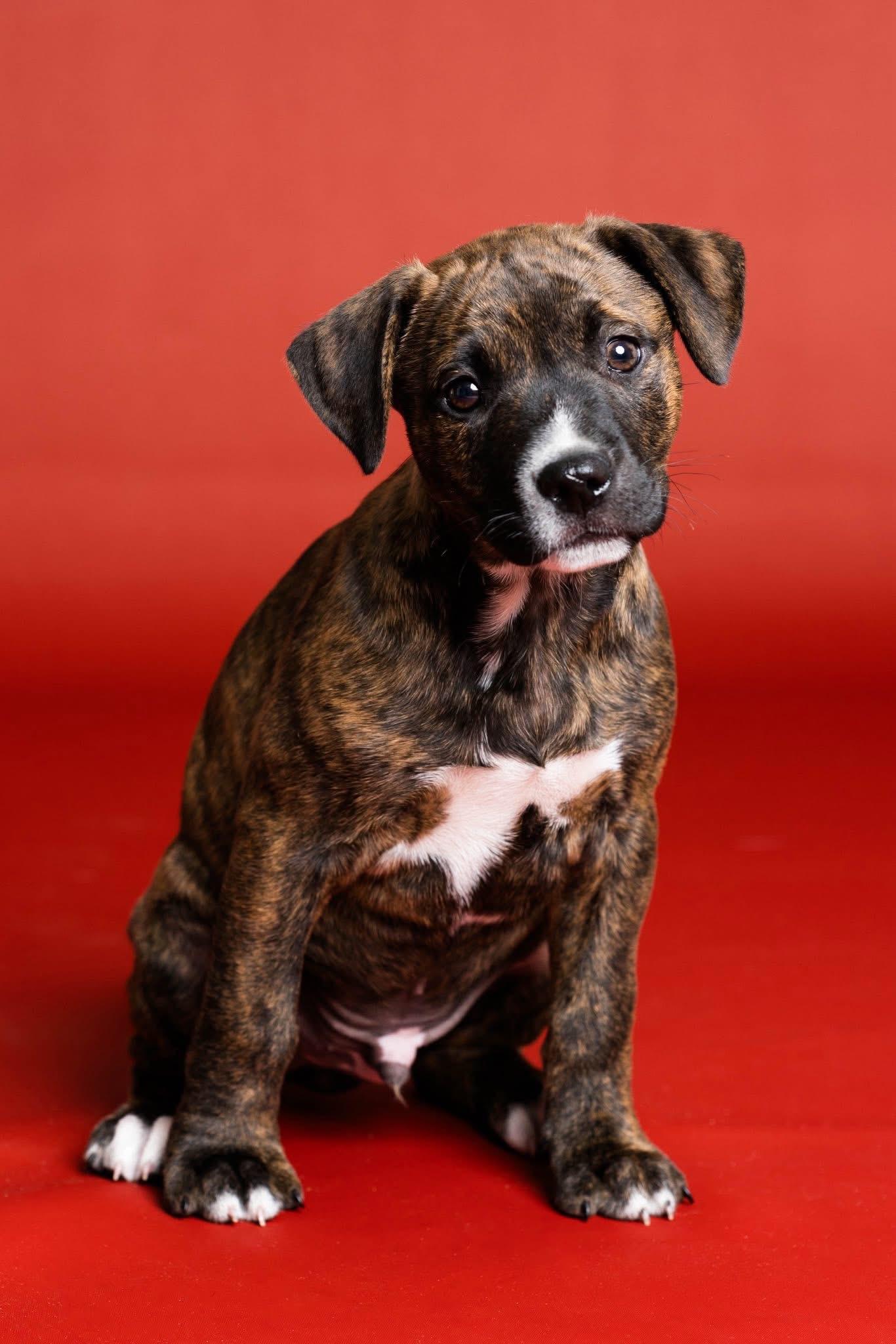 Enlarge Murphy, a Adoptable mixed breed in Toledo, OH image 1/1