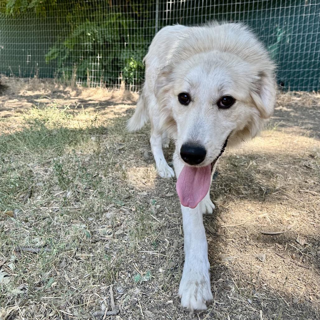SOPHIE, Adoptable, Adult Female Great Pyrenees.