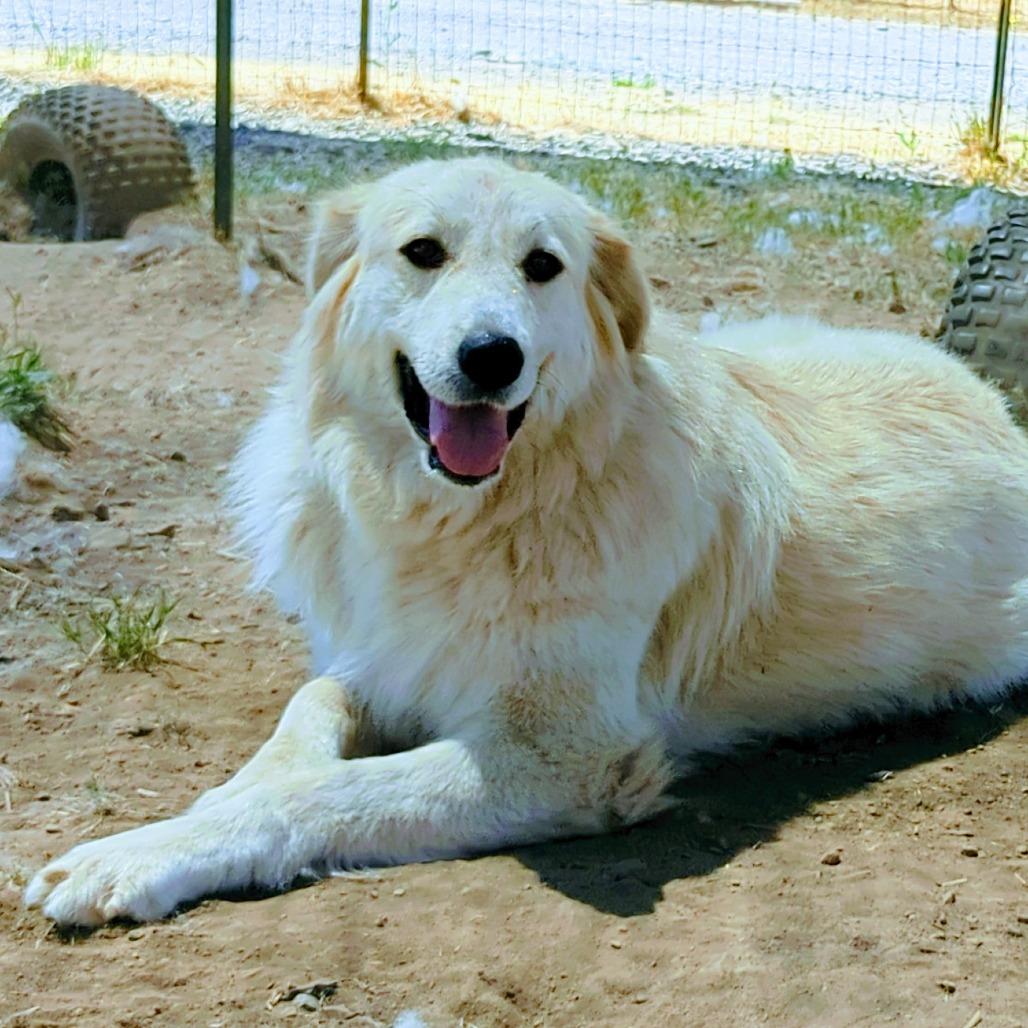 SOPHIE, a Adoptable Great Pyrenees in Point Richmond, CA image 2/6