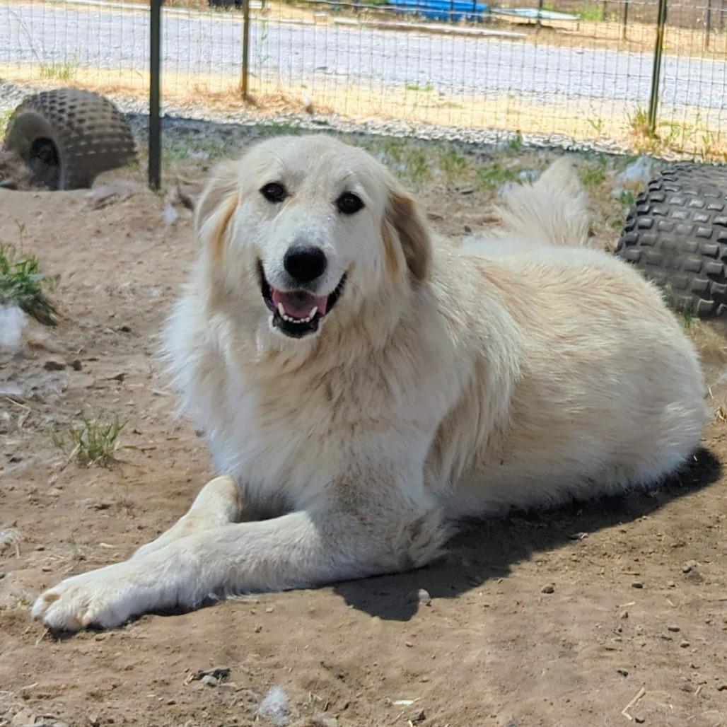 SOPHIE, a Adoptable Great Pyrenees in Point Richmond, CA image 3/6