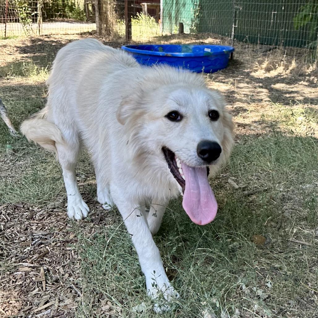 SOPHIE, a Adoptable Great Pyrenees in Point Richmond, CA image 3/6