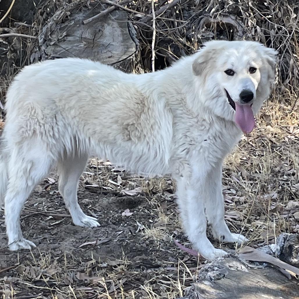 SOPHIE, a Adoptable Great Pyrenees in Point Richmond, CA image 4/6