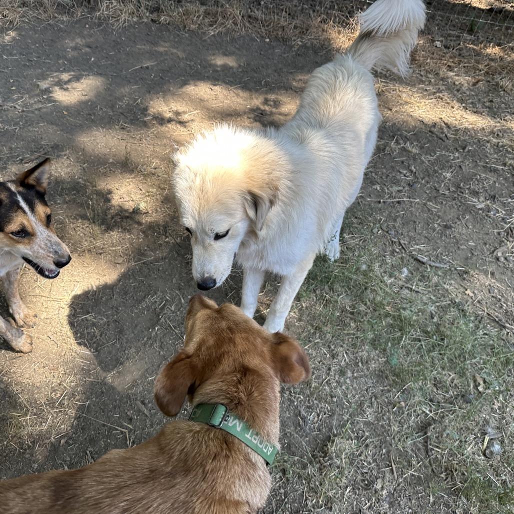 SOPHIE, a Adoptable Great Pyrenees in Point Richmond, CA image 5/6