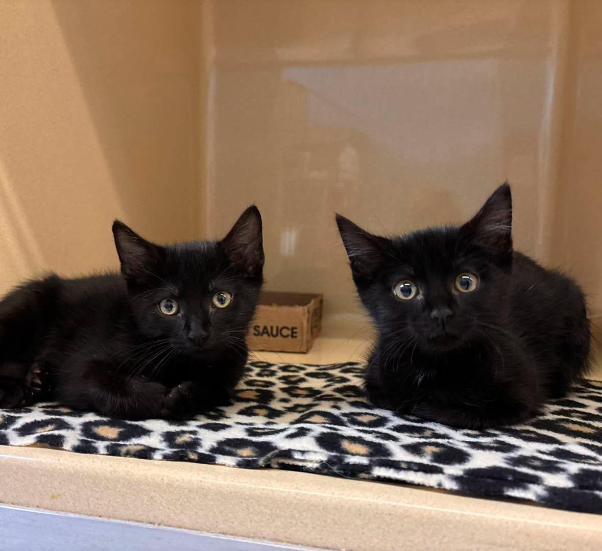 Jordan and Greg, ADOPTABLE, Kitten Male Domestic Short Hair.