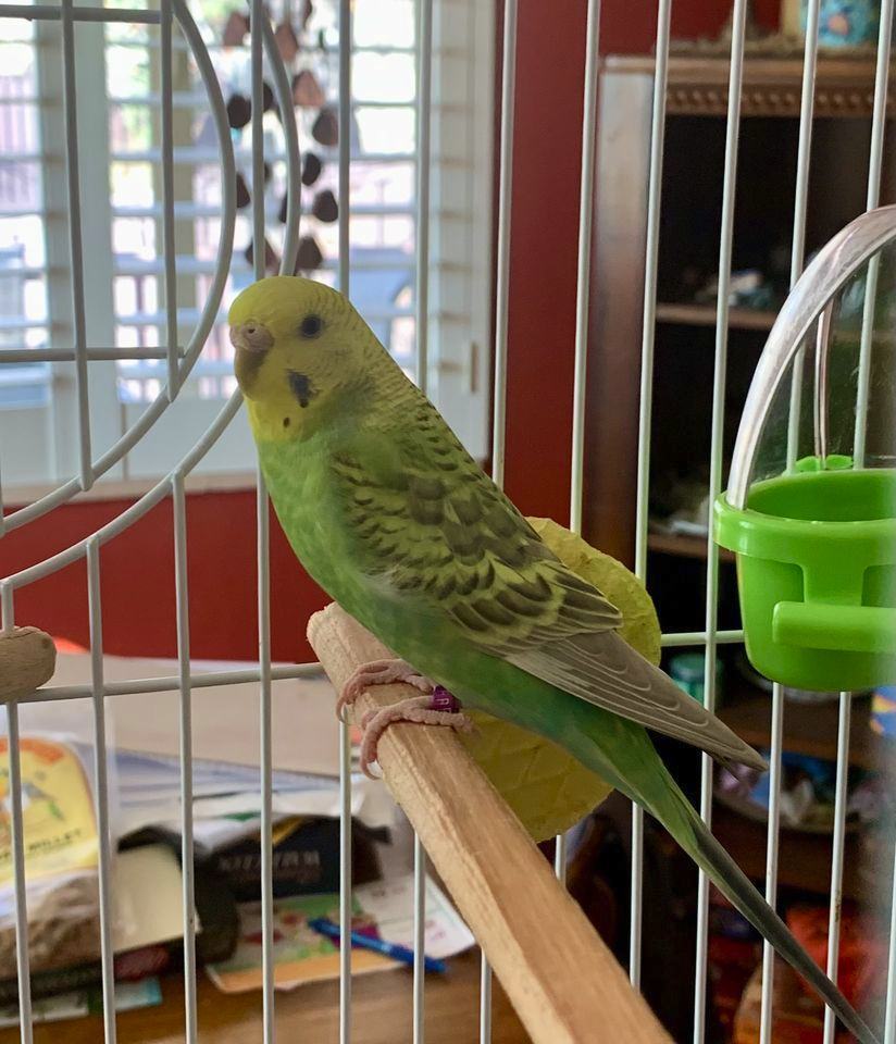 Sesame (Sessy) & Neville