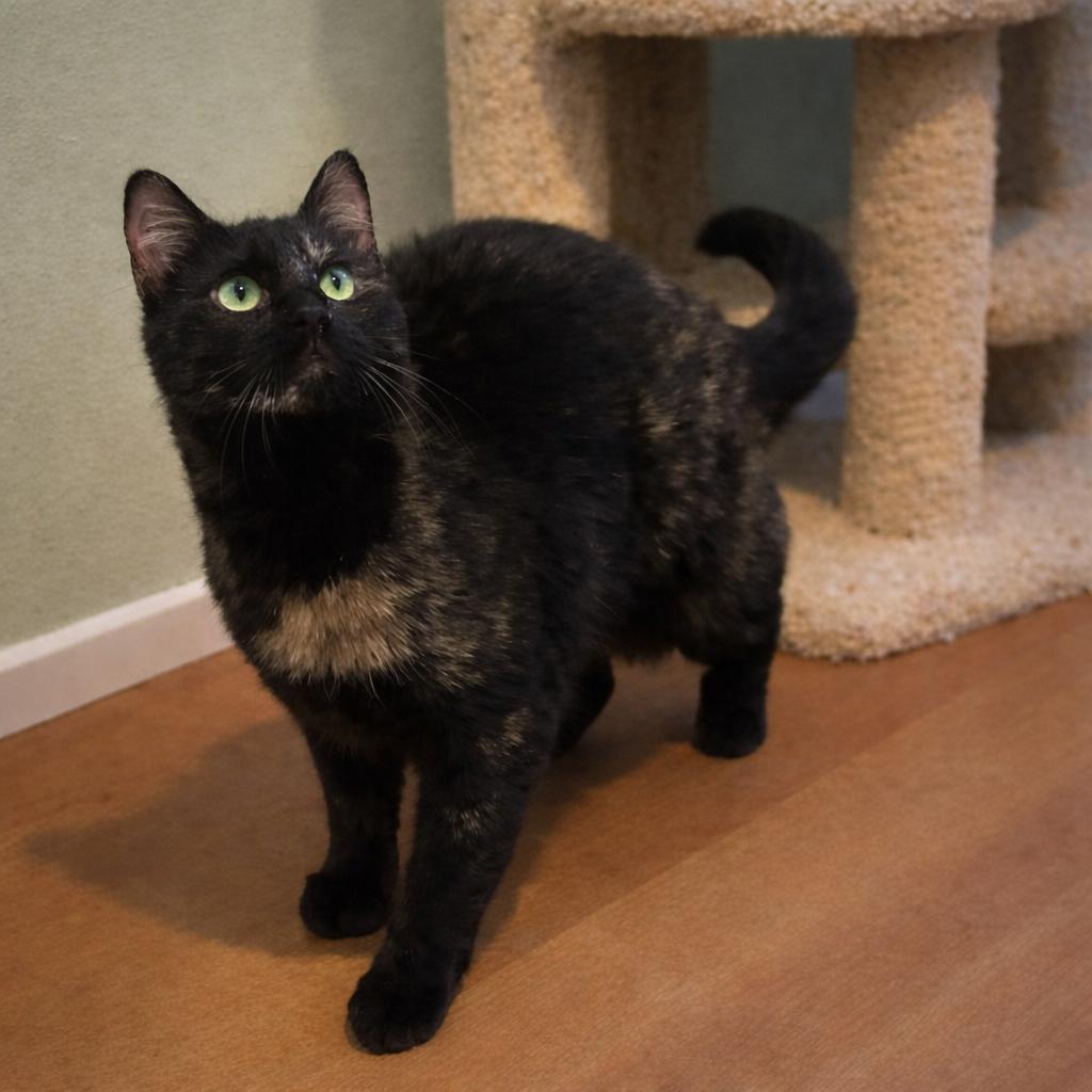 Enlarge Harlee — Feather Wand Fanatic & Playtime Pro, a Adoptable mixed breed in Hillsboro, TX image 3/6