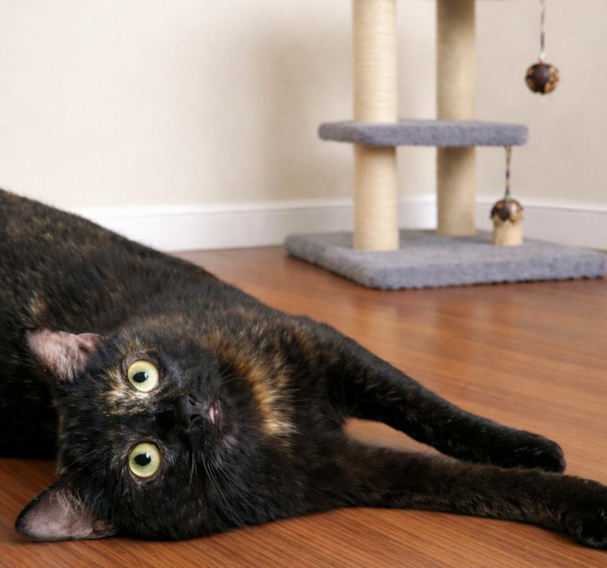 Enlarge Harlee — Feather Wand Fanatic & Playtime Pro, a Adoptable mixed breed in Hillsboro, TX image 4/6