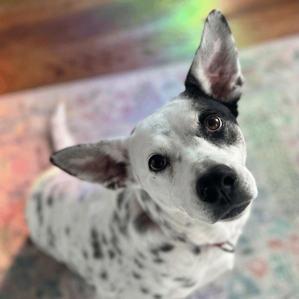Nora, Adoptable, Adult Female Terrier.