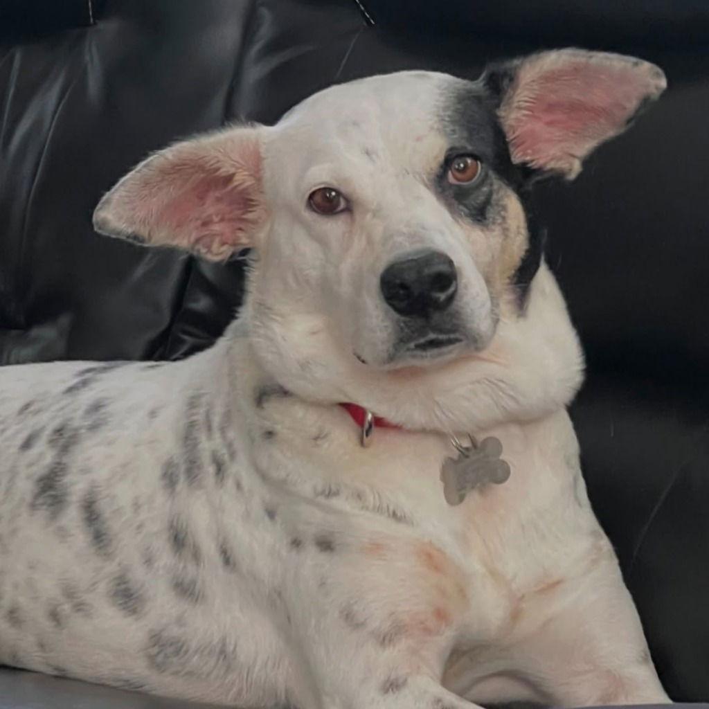 Enlarge Nora, a Adoptable Terrier in Bloomfield, CT image 1/3