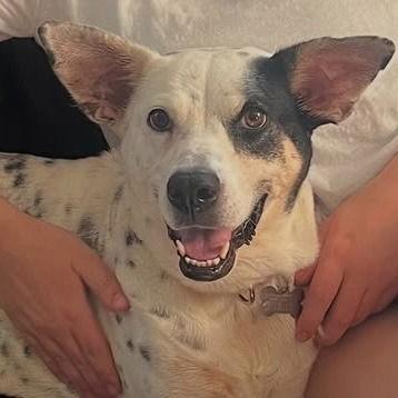 Enlarge Nora, a Adoptable Terrier in Bloomfield, CT image 2/3