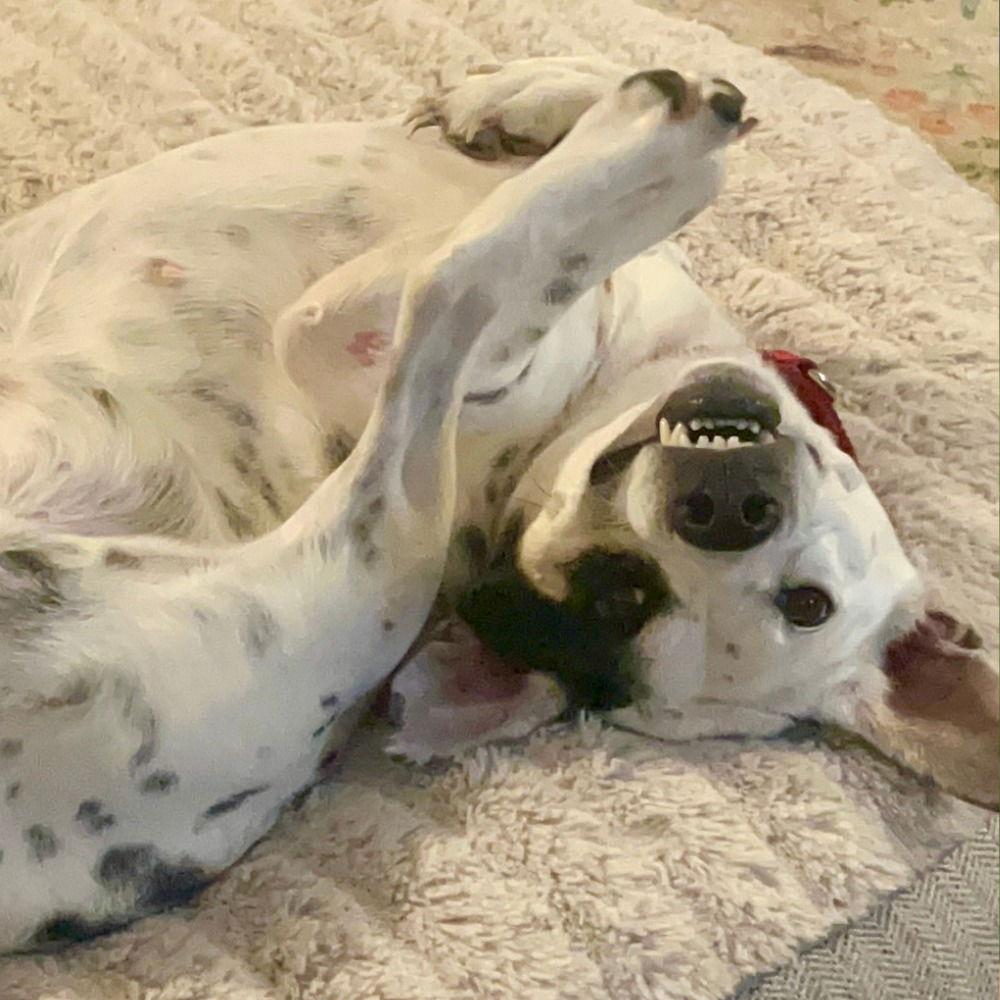 Enlarge Nora, a Adoptable Terrier in Bloomfield, CT image 1/3