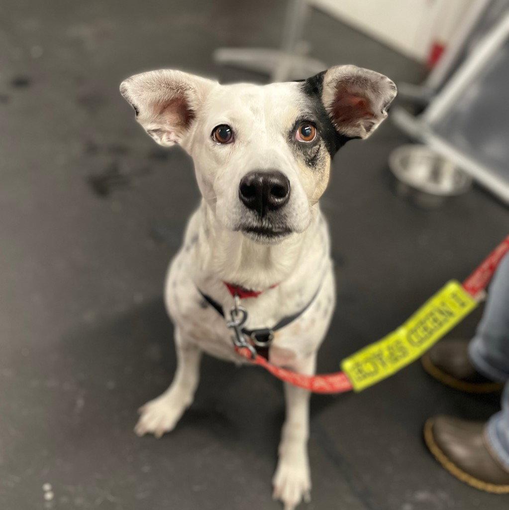 Nora, Adoptable, Adult Female Terrier.