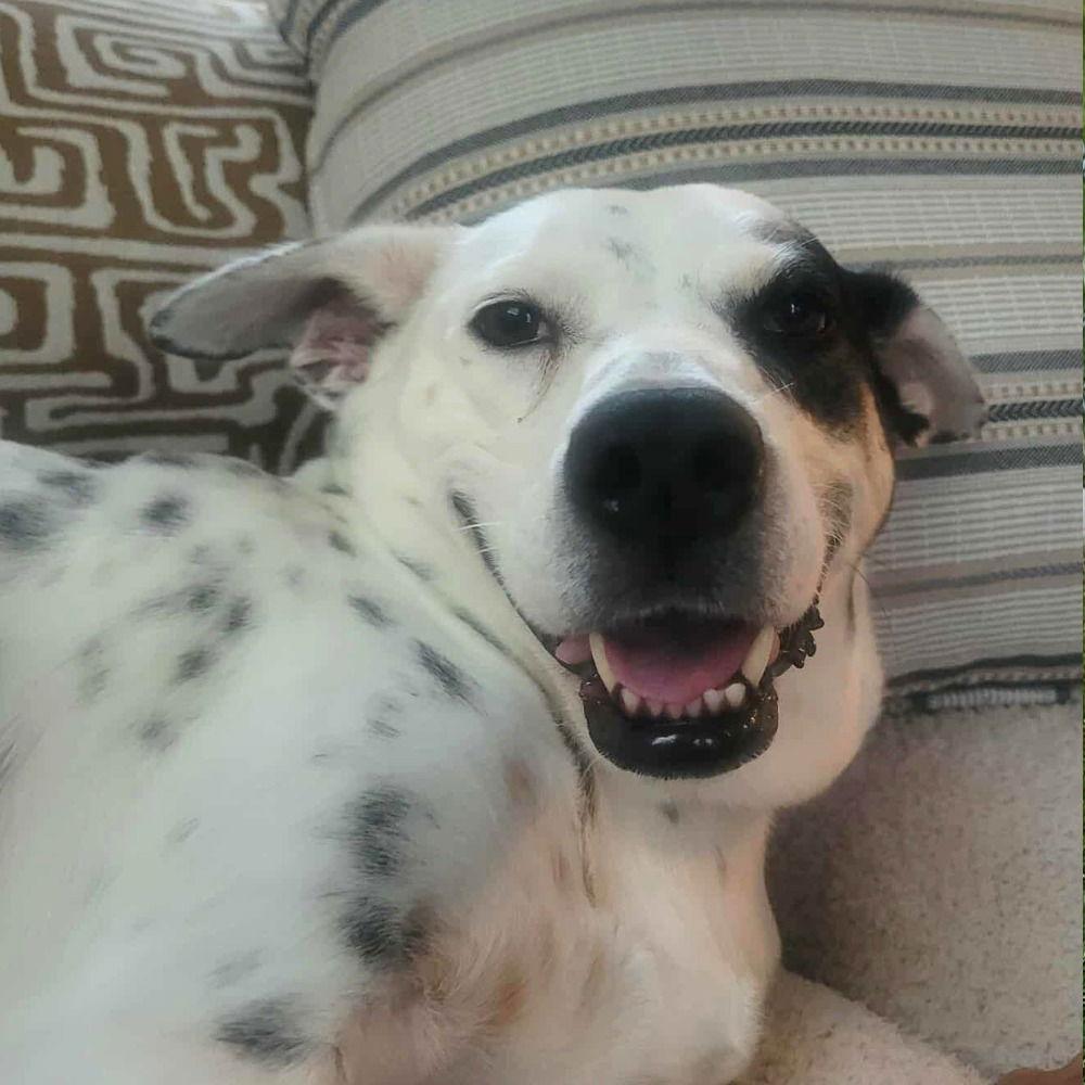 Enlarge Nora, a Adoptable Terrier in Bloomfield, CT image 2/3