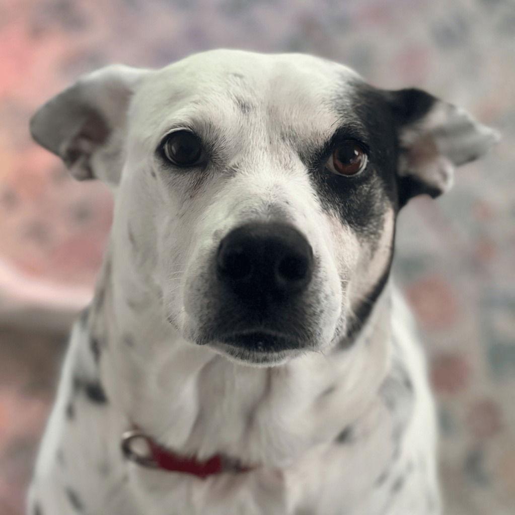 Enlarge Nora, a Adoptable Terrier in Bloomfield, CT image 3/3