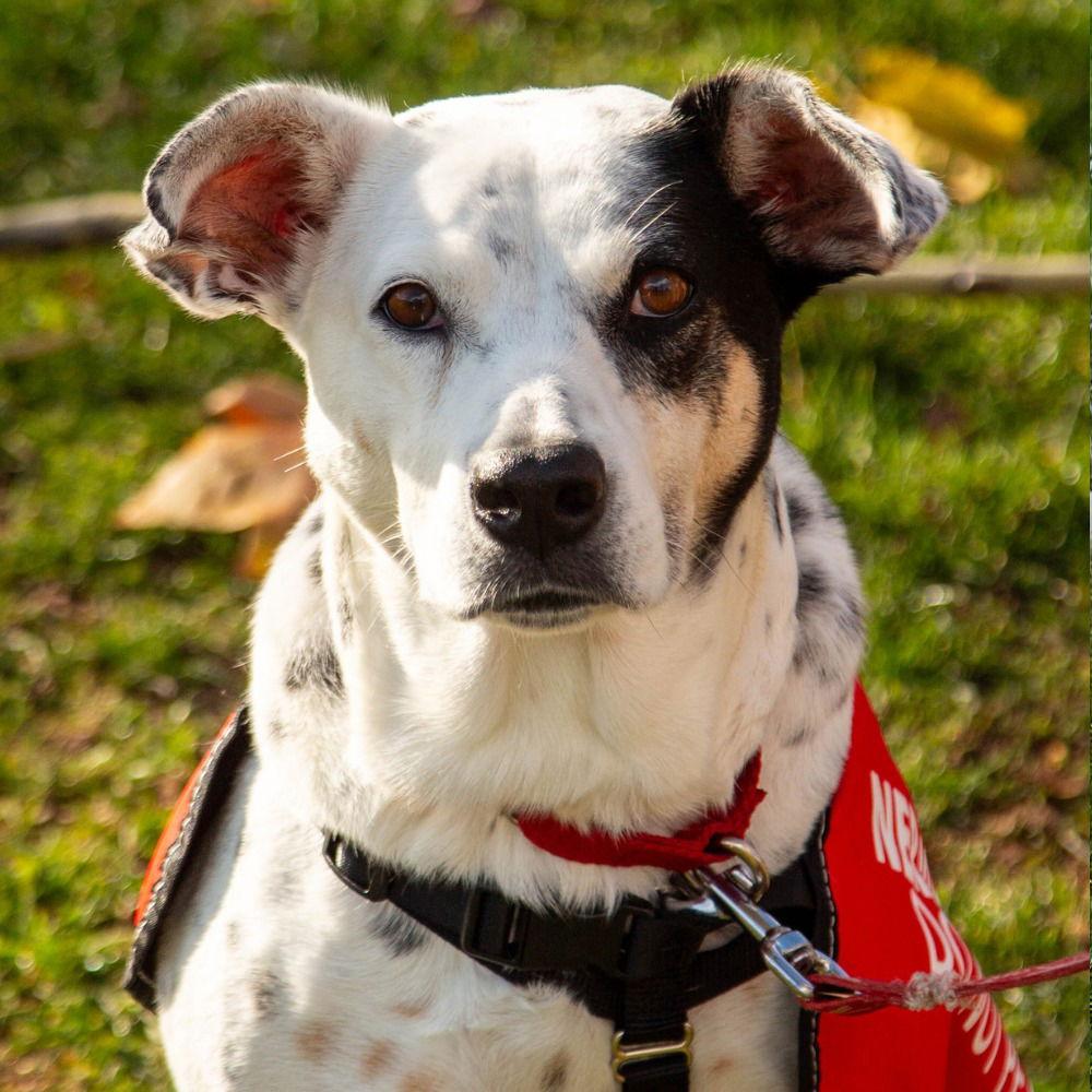 Enlarge Nora, a Adoptable Terrier in Bloomfield, CT image 3/3