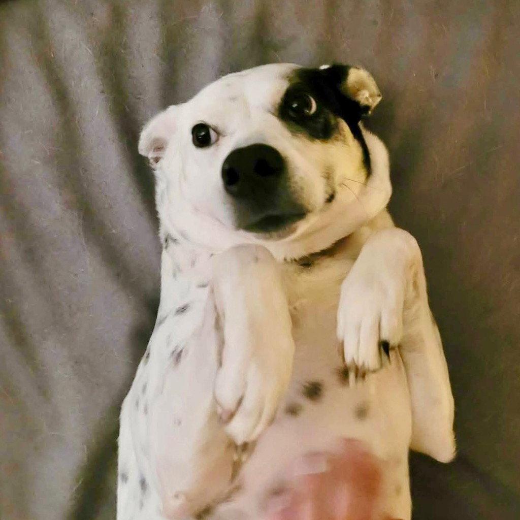 Enlarge Nora, a Adoptable Terrier in Bloomfield, CT image 3/3