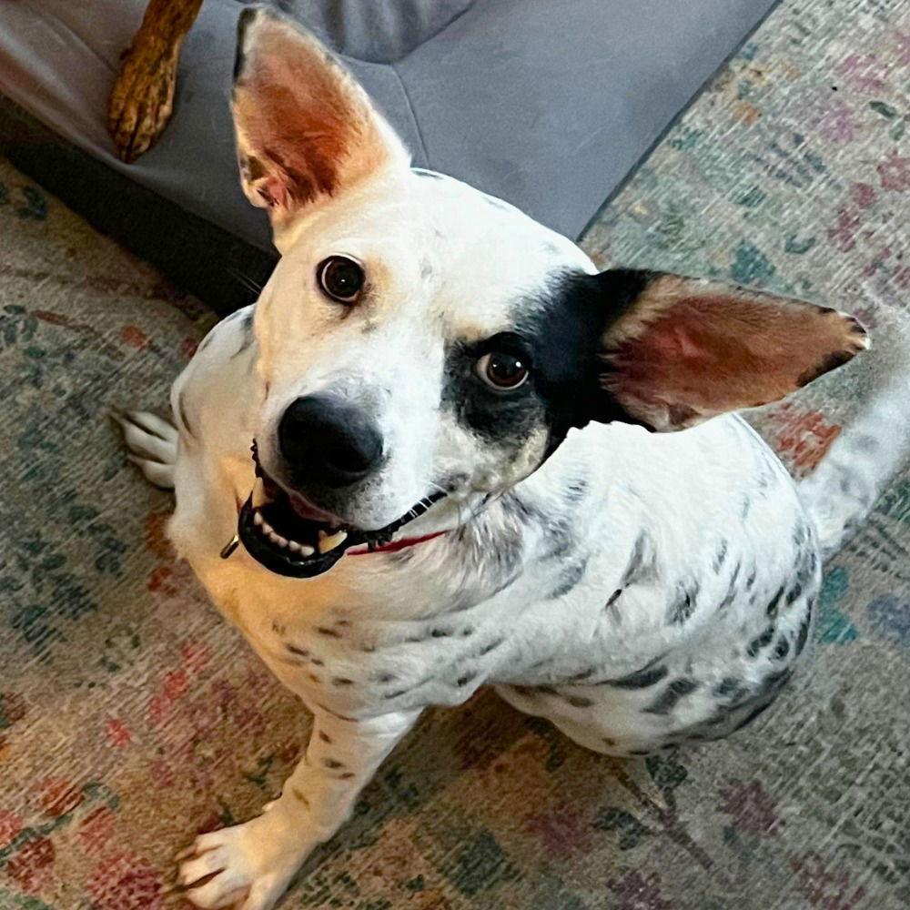 Enlarge Nora, a Adoptable Terrier in Bloomfield, CT image 3/3