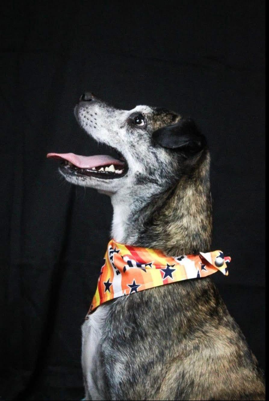 Mango, a Adoptable mixed breed in ALBANY , NY image 4/5