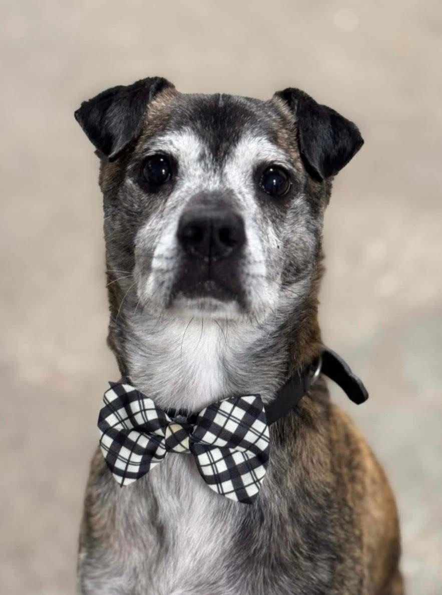 Mango, a Adoptable mixed breed in ALBANY , NY image 3/5