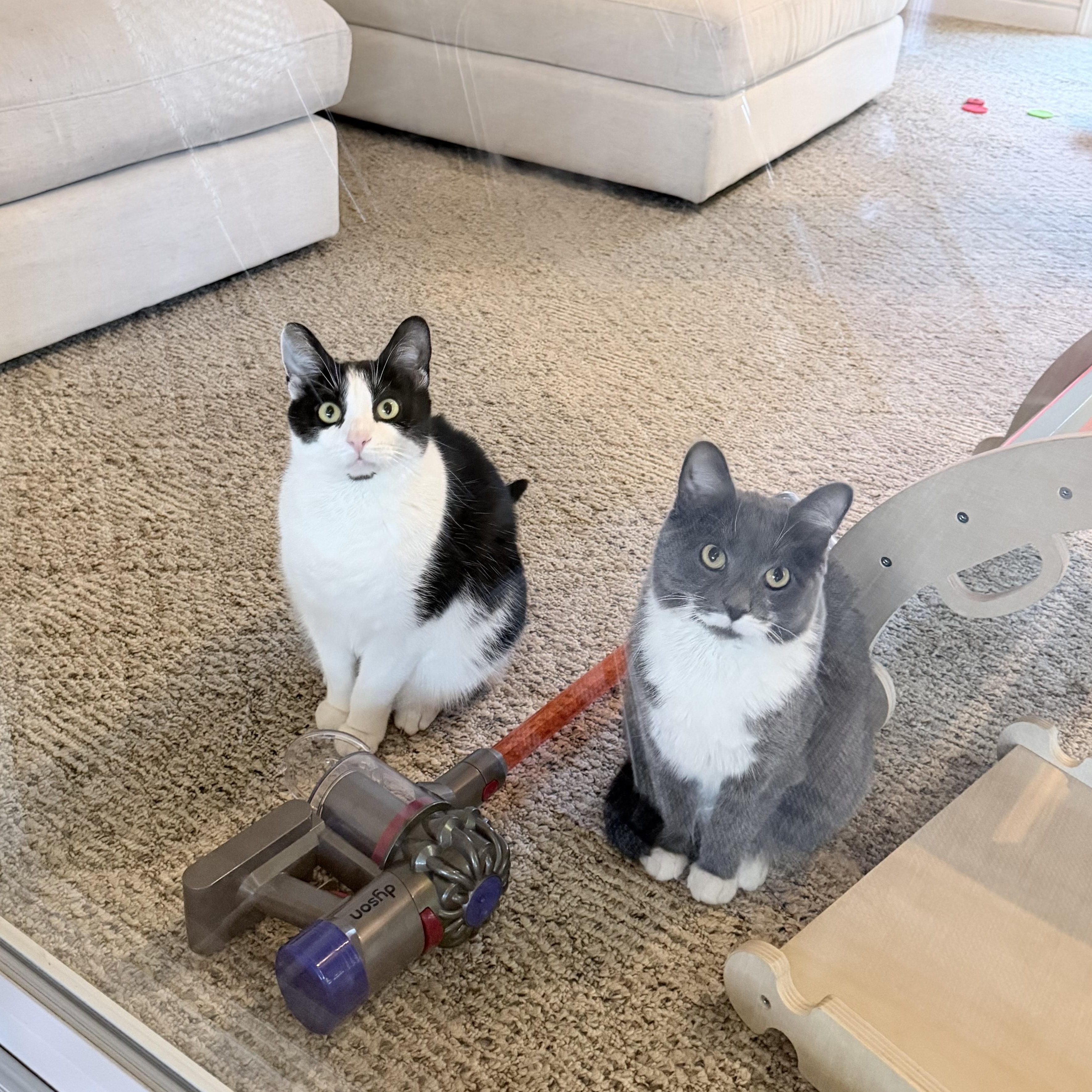 Enlarge Loreal *Must be adopted with Revlon*, a ADOPTABLE Domestic Short Hair in Pittsburgh, PA image 4/6