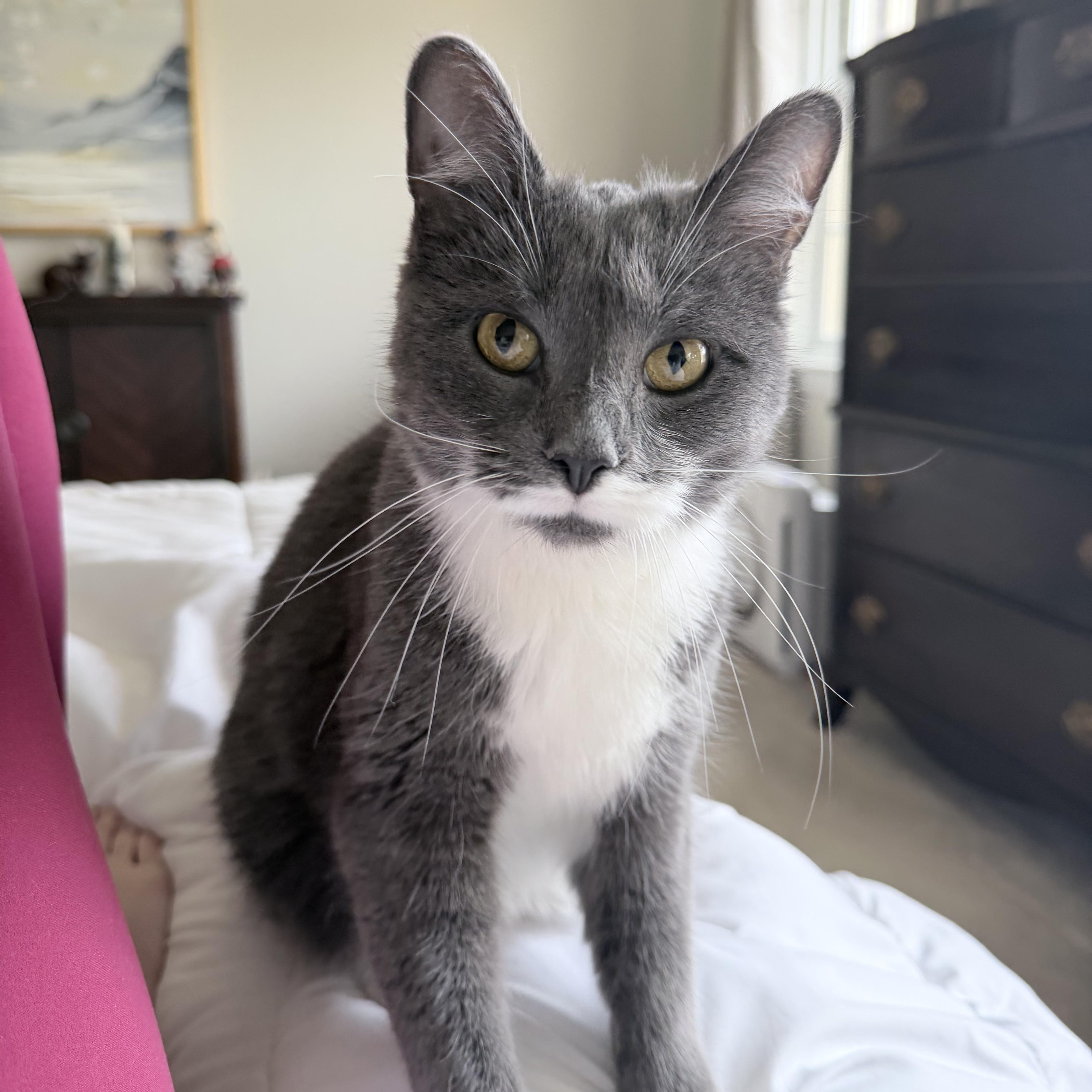 Enlarge Loreal *Must be adopted with Revlon*, a ADOPTABLE Domestic Short Hair in Pittsburgh, PA image 1/6