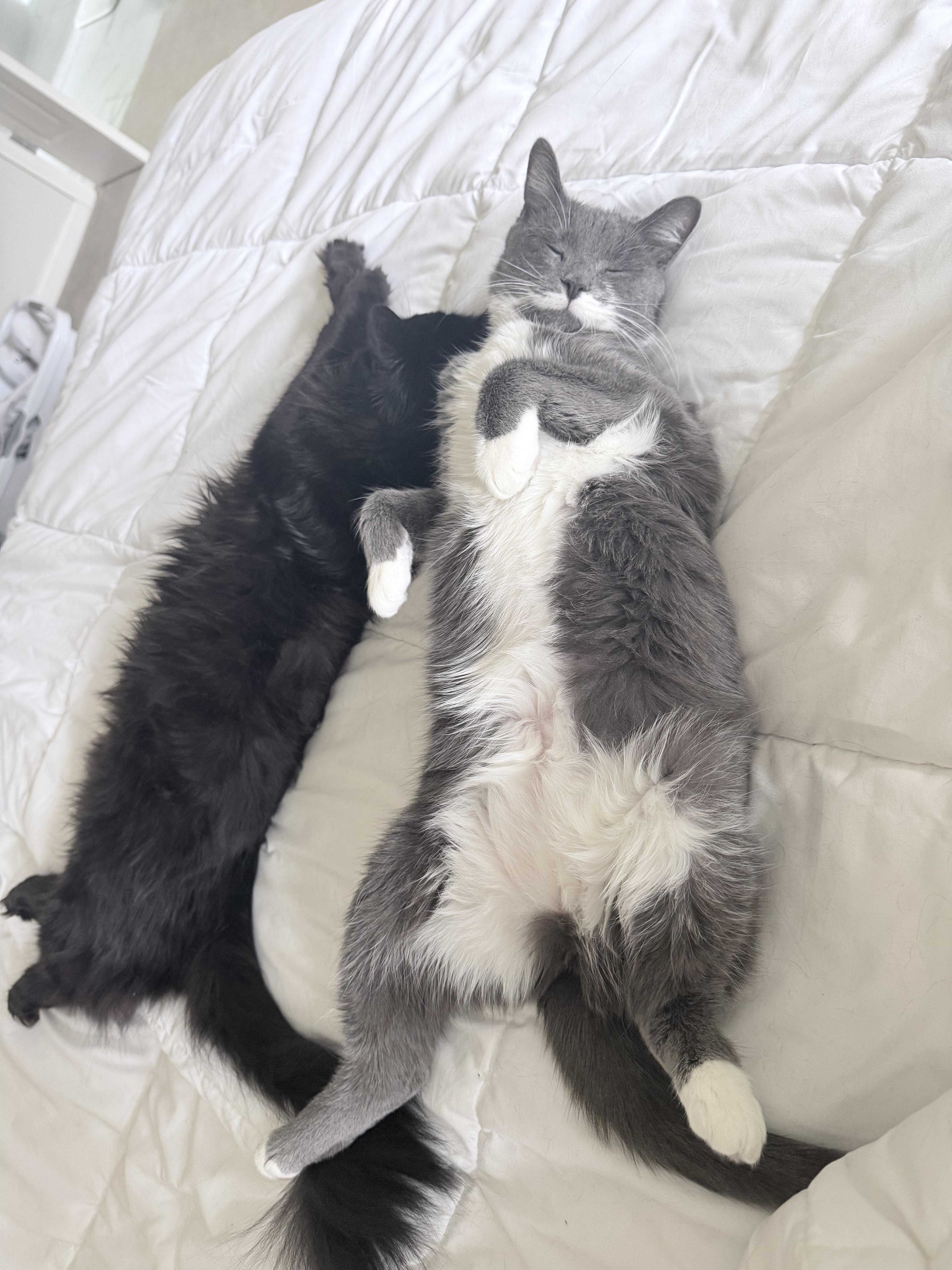 Enlarge Loreal *Must be adopted with Revlon*, a ADOPTABLE Domestic Short Hair in Pittsburgh, PA image 6/6