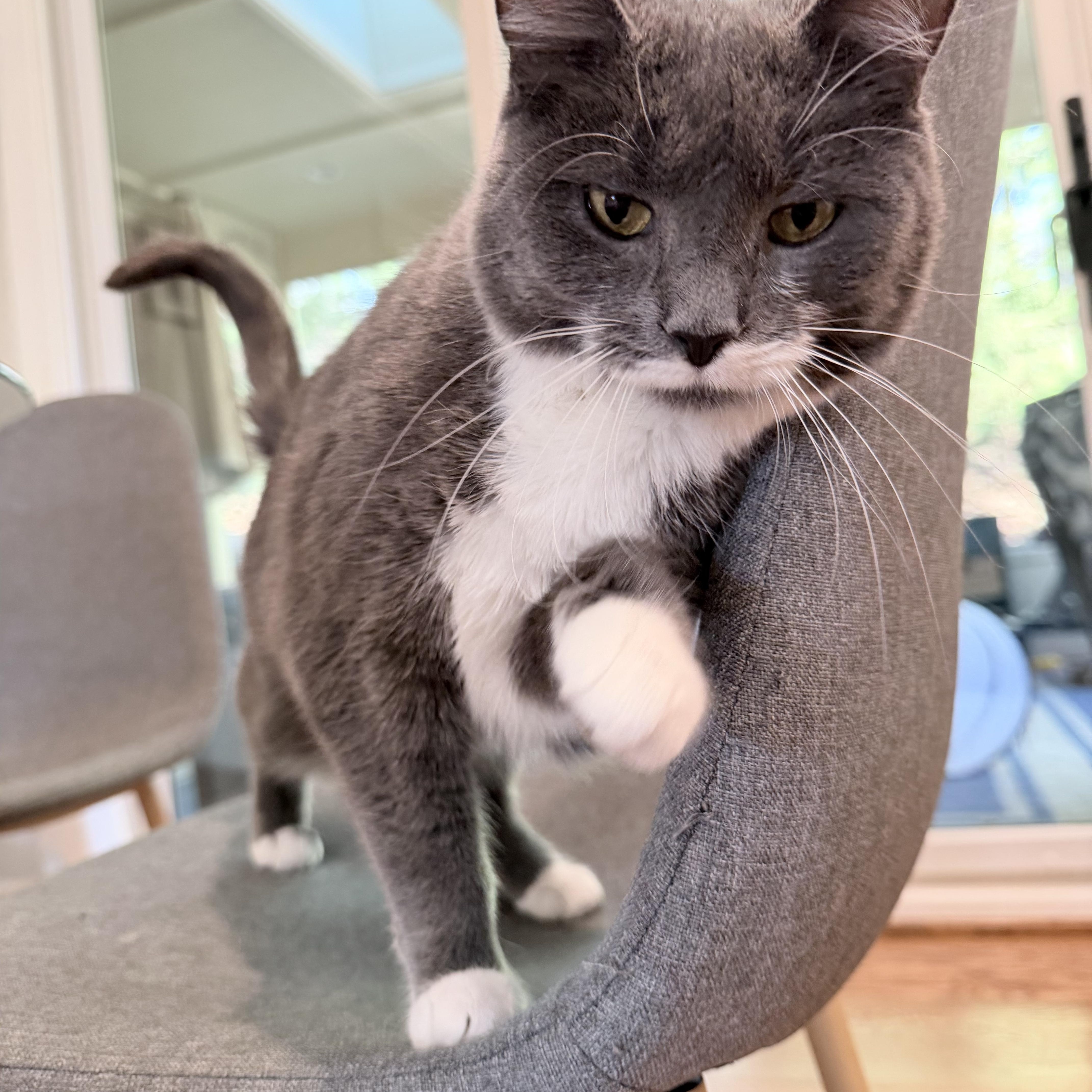 Enlarge Loreal *Must be adopted with Revlon*, a ADOPTABLE Domestic Short Hair in Pittsburgh, PA image 3/6