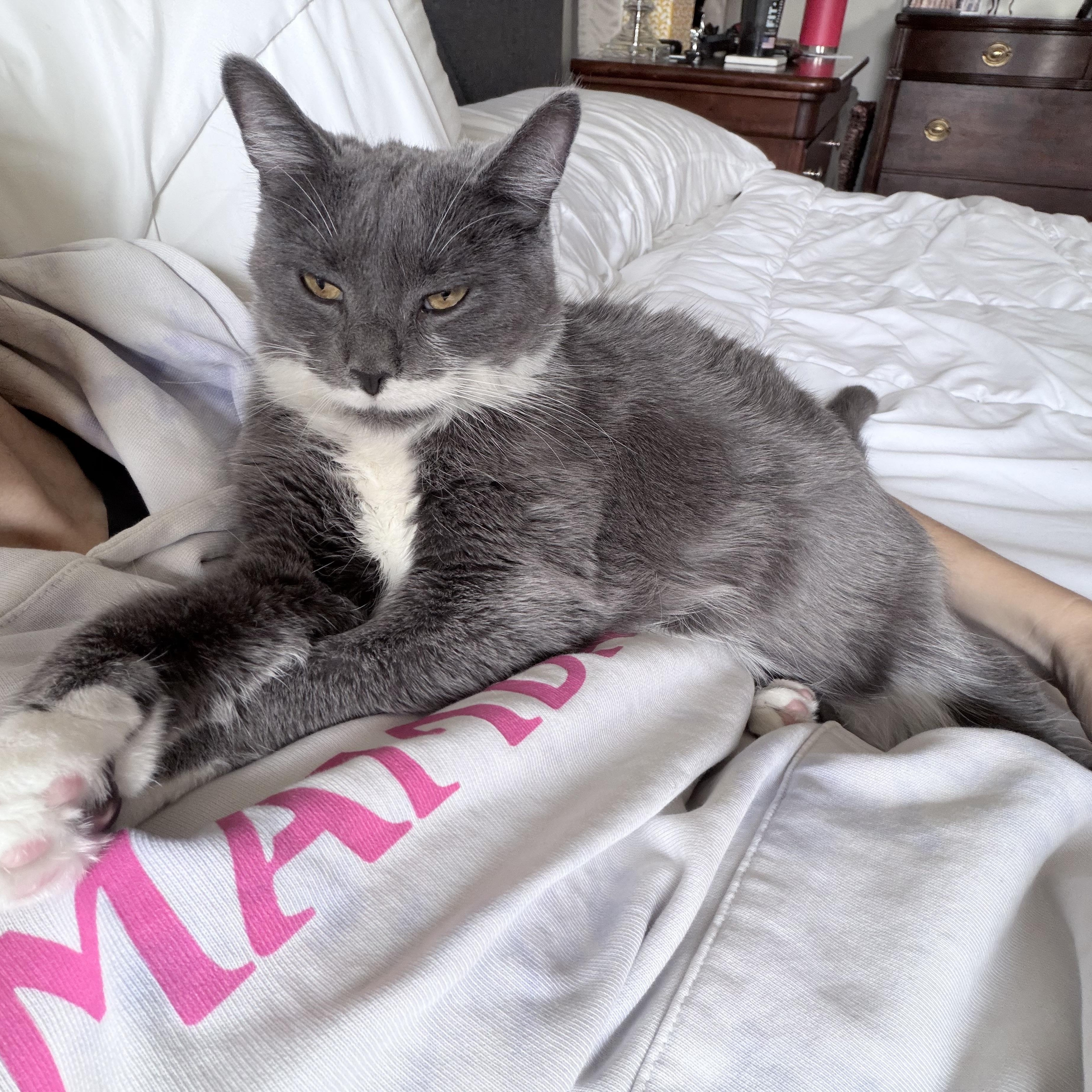 Enlarge Loreal *Must be adopted with Revlon*, a ADOPTABLE Domestic Short Hair in Pittsburgh, PA image 5/6