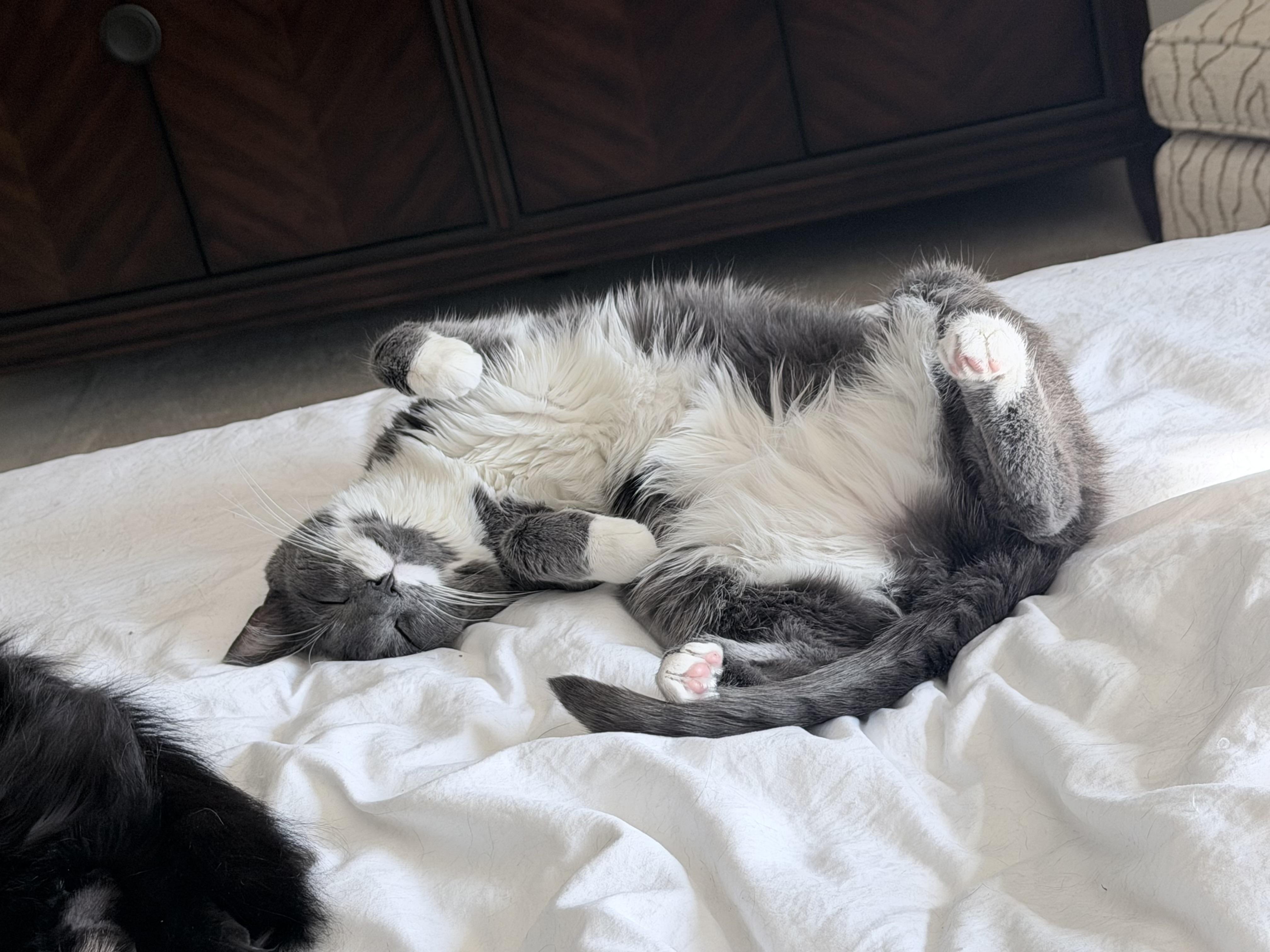 Enlarge Loreal *Must be adopted with Revlon*, a ADOPTABLE Domestic Short Hair in Pittsburgh, PA image 2/6