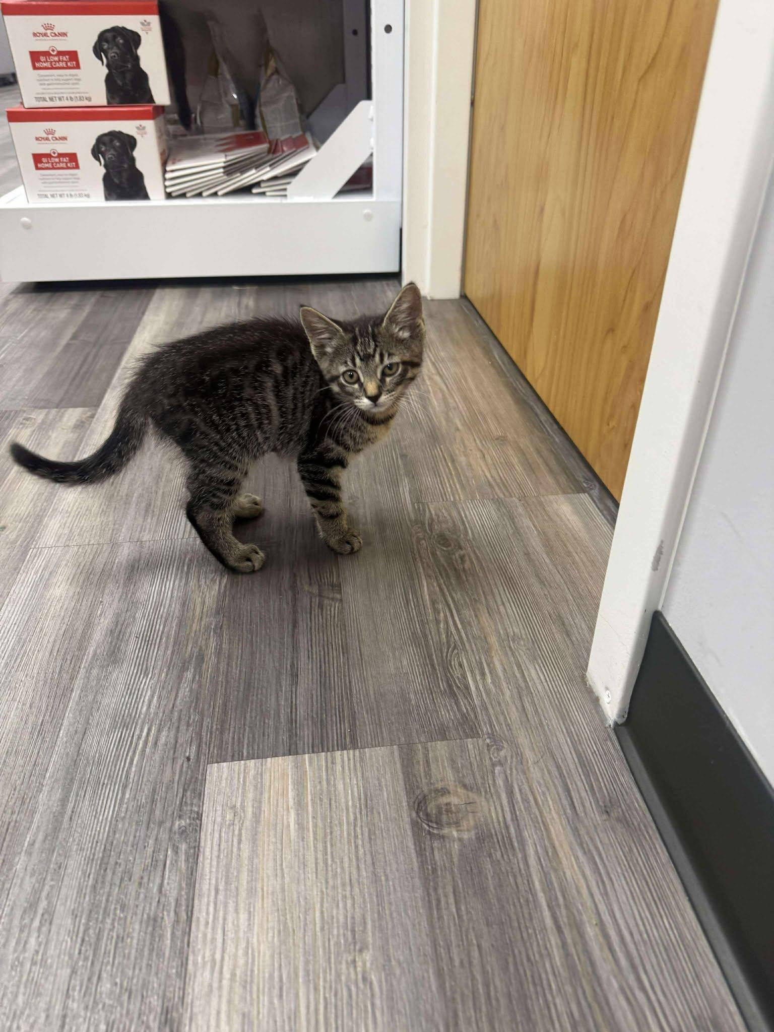 Church, Adoptable, Kitten Female Domestic Short Hair.