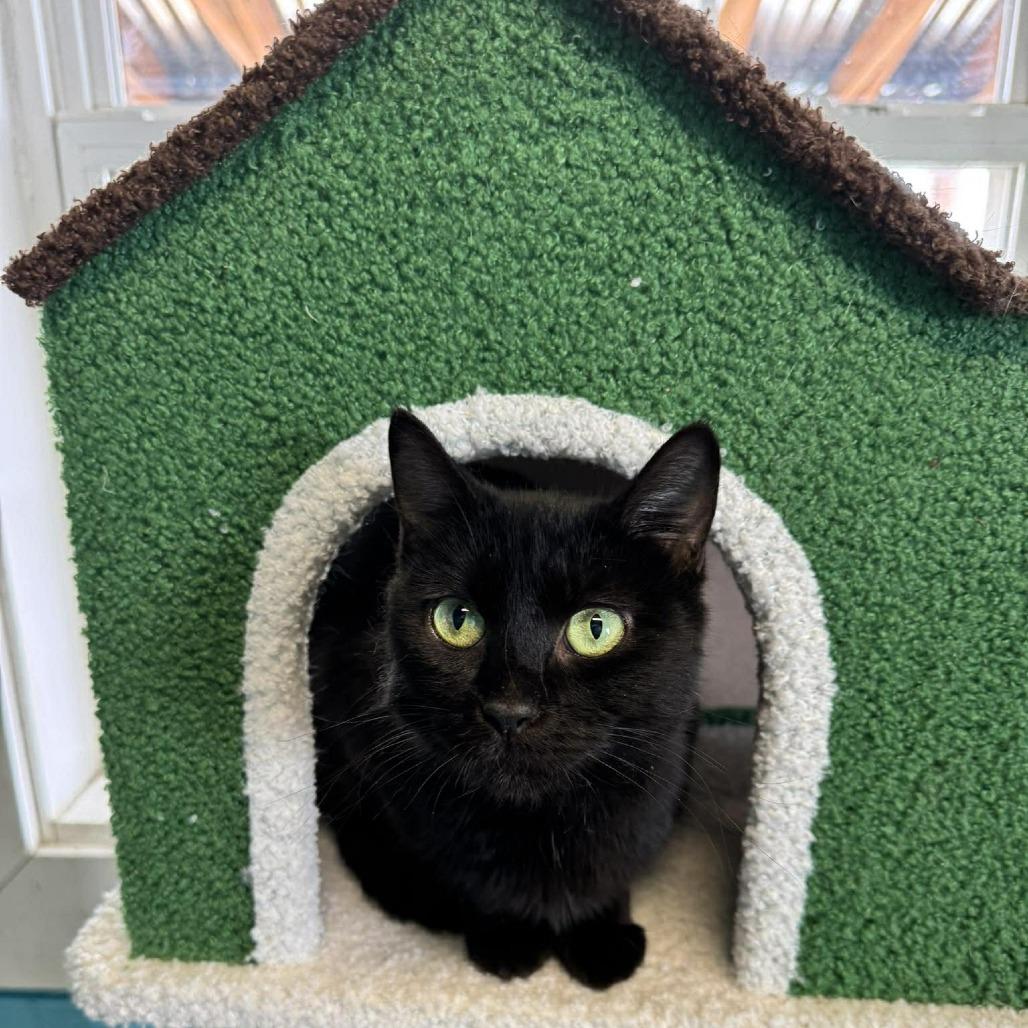 Nakia, Adoptable, Young Female Domestic Short Hair.