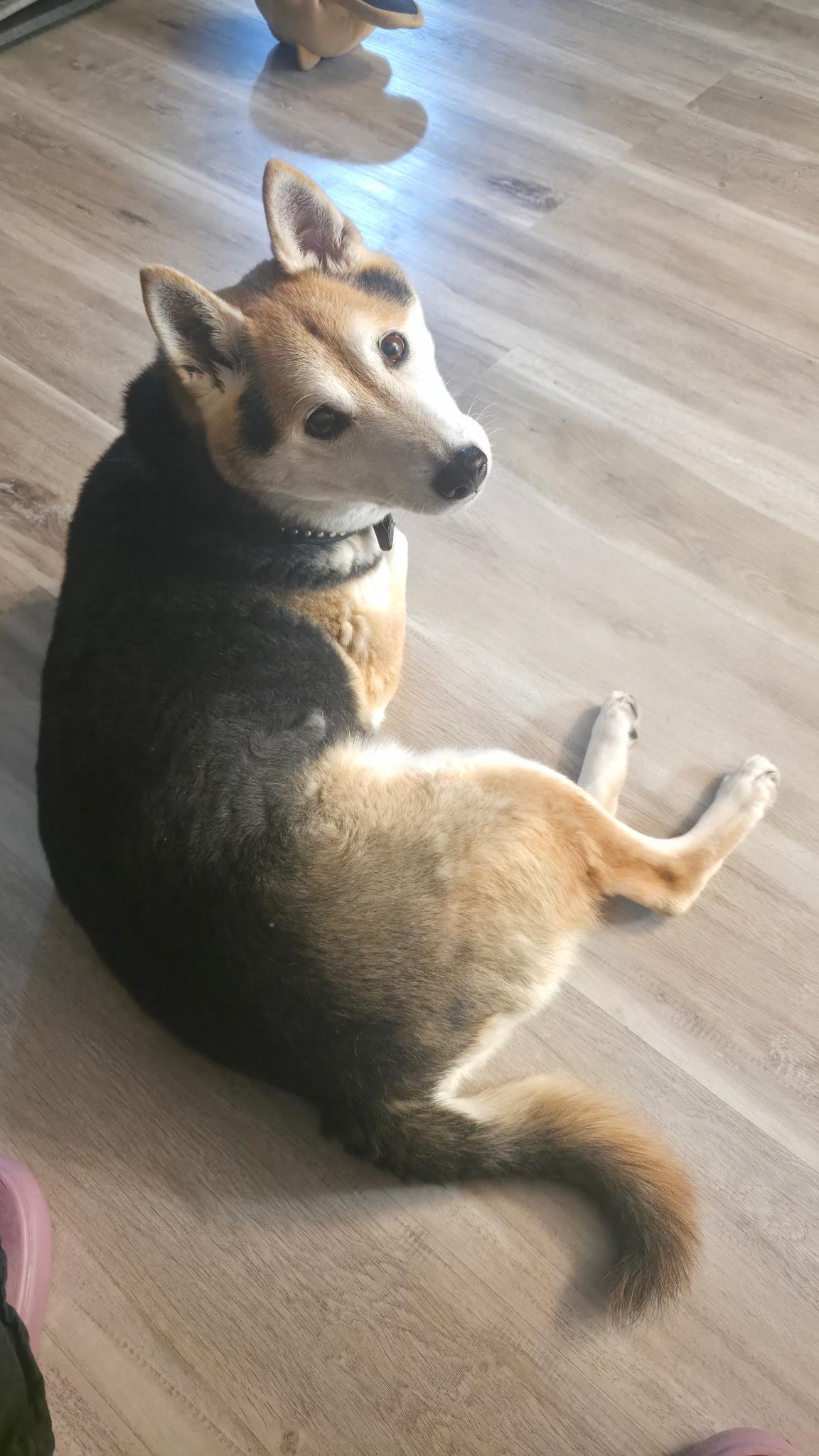 Enlarge YOSHI, an adopted Shiba Inu in Las Vegas, NV image 2/3