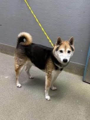 Enlarge YOSHI, an adopted Shiba Inu in Las Vegas, NV image 1/3