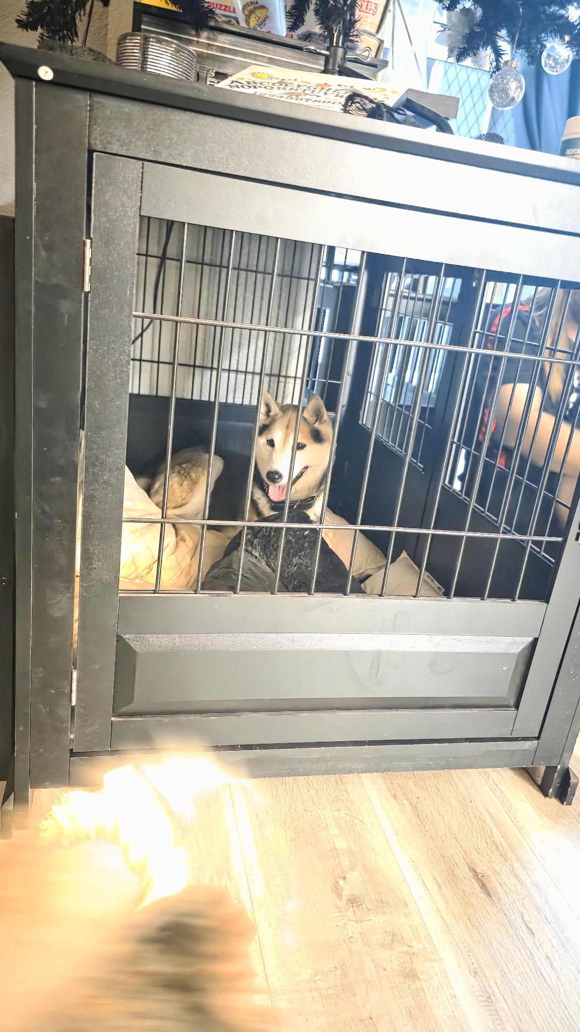 Enlarge YOSHI, an adopted Shiba Inu in Las Vegas, NV image 3/3