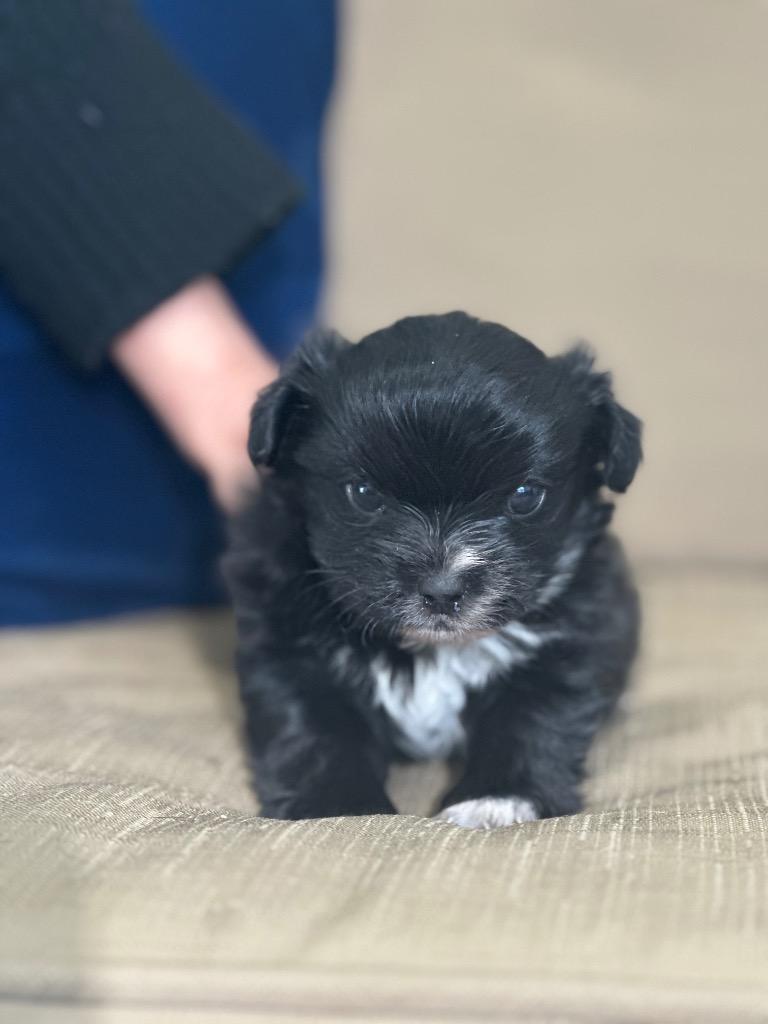 Petals, Adopted, Puppy Female Chihuahua.