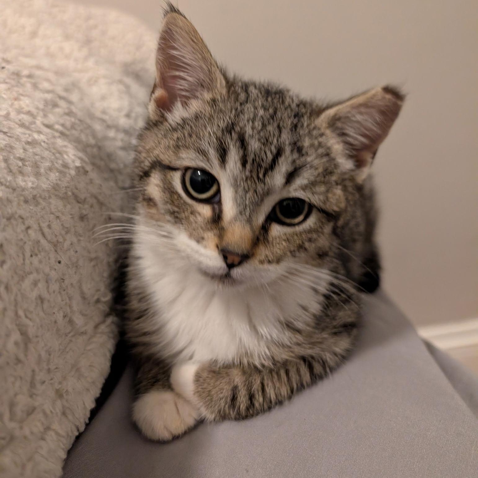 Skye, a ADOPTABLE mixed breed in Hyattsville, MD image 1/6