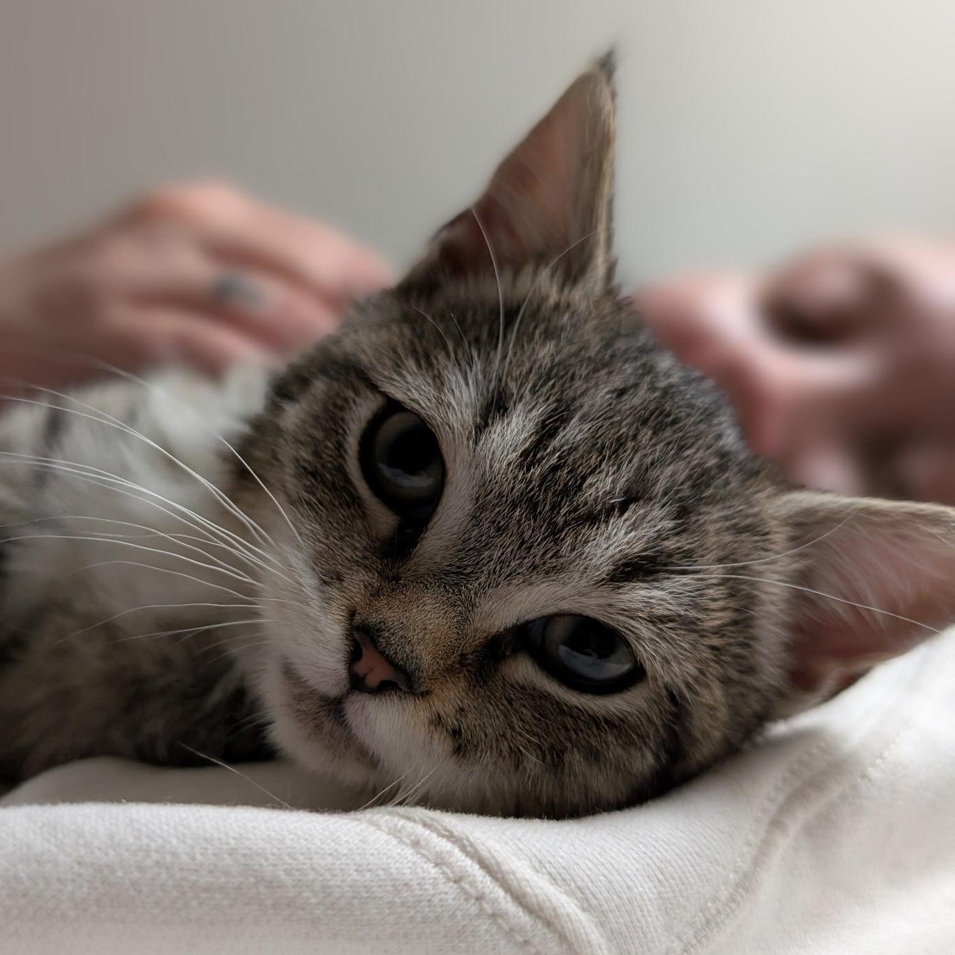 Skye, a ADOPTABLE mixed breed in Hyattsville, MD image 4/6