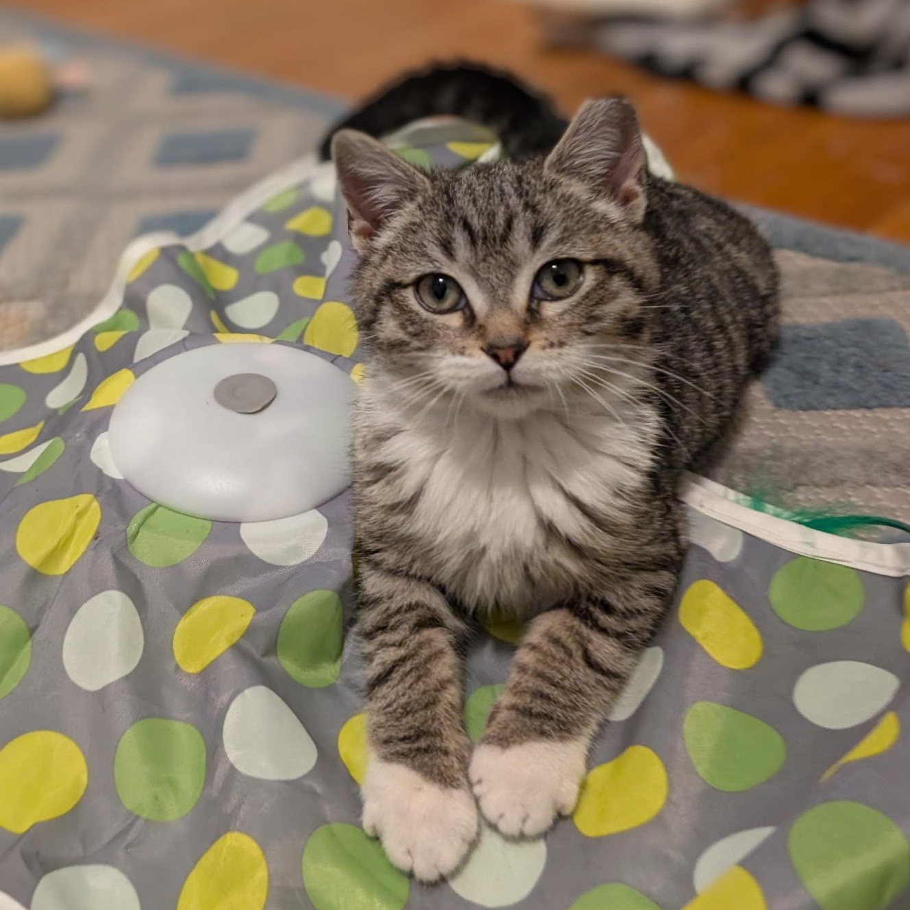 Skye, a ADOPTABLE mixed breed in Hyattsville, MD image 2/6