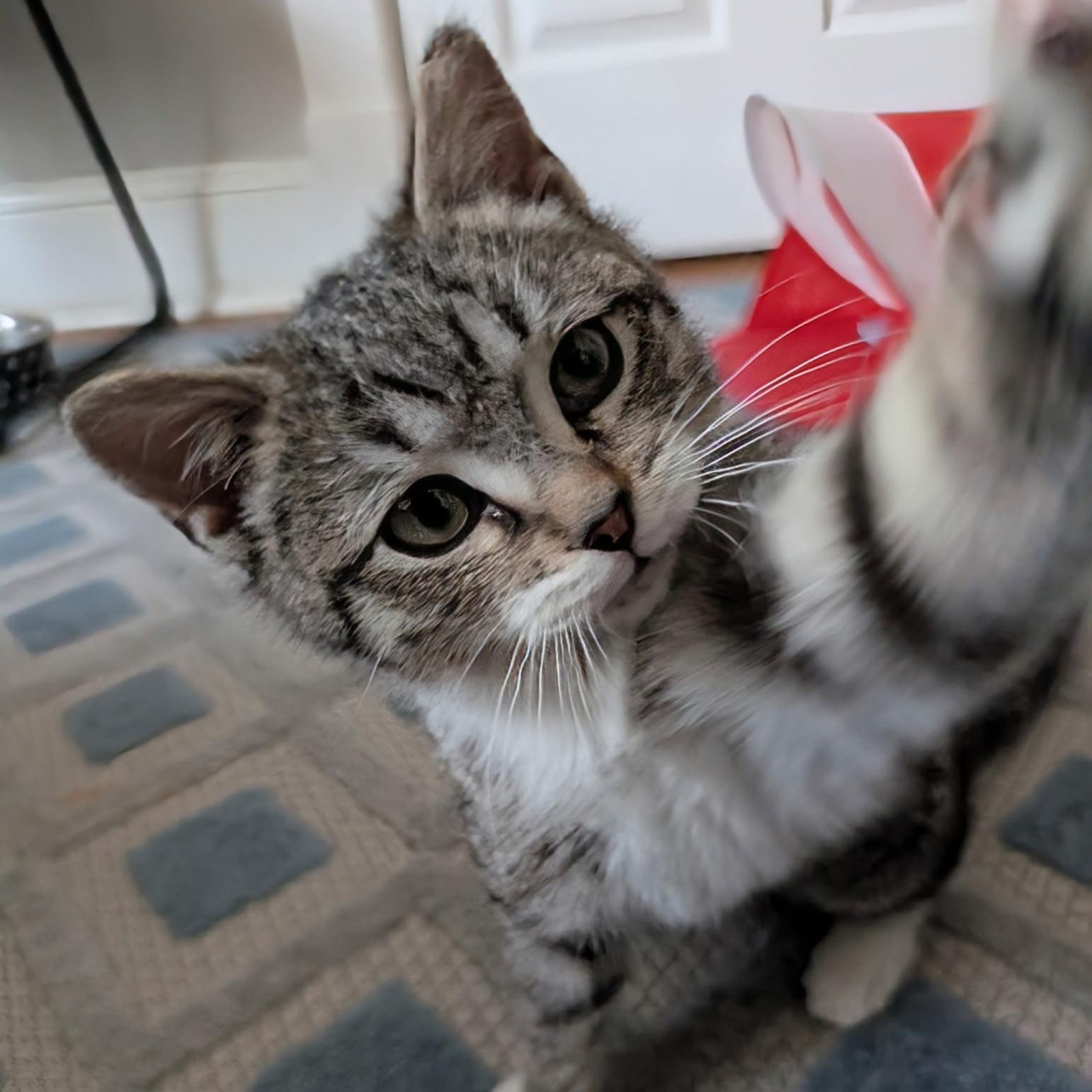 Skye, a ADOPTABLE mixed breed in Hyattsville, MD image 5/6