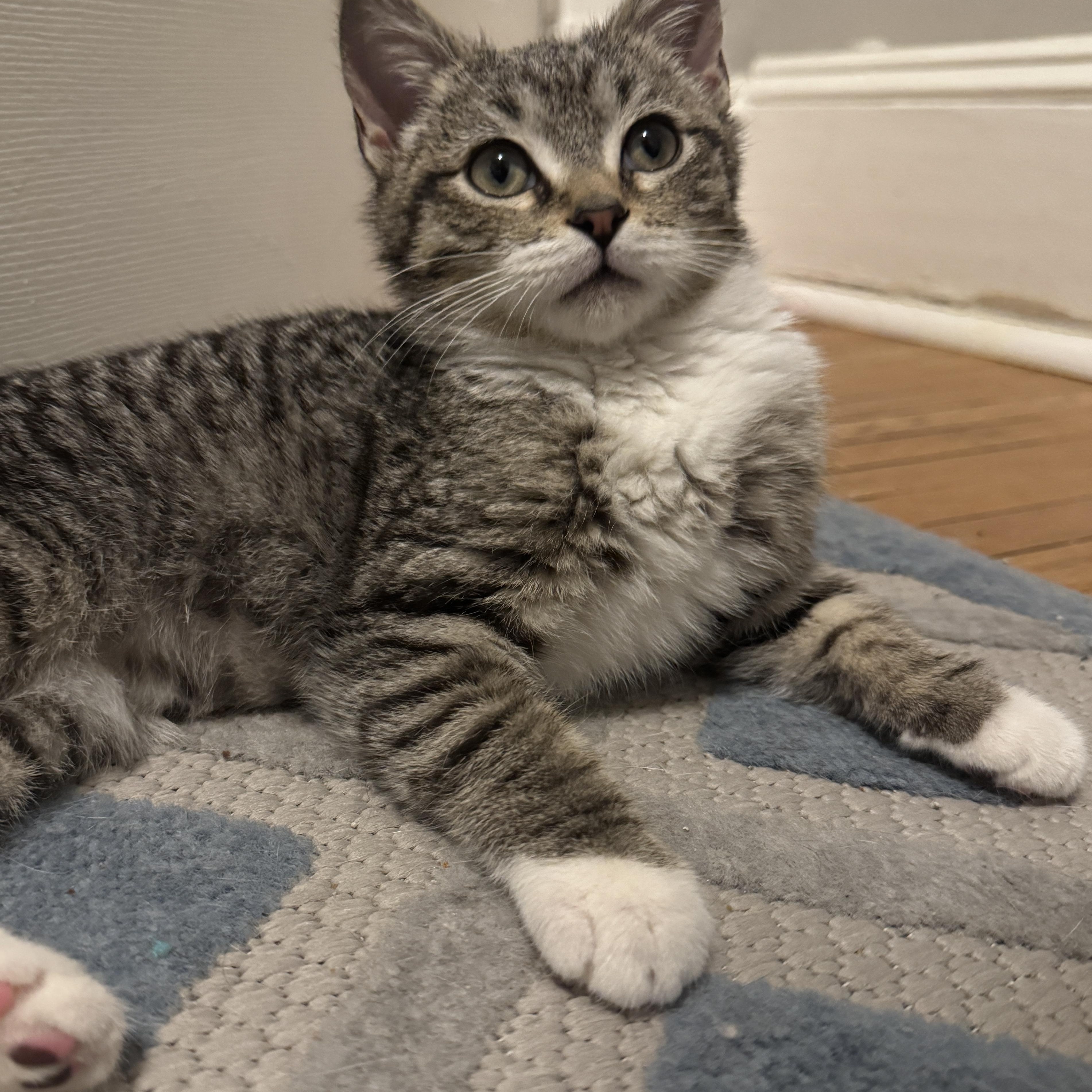 Skye, a ADOPTABLE mixed breed in Hyattsville, MD image 3/6