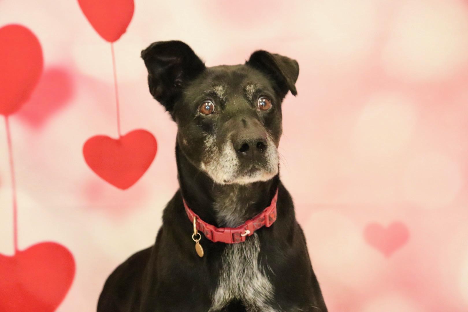 Winston, Adult Male Greyhound