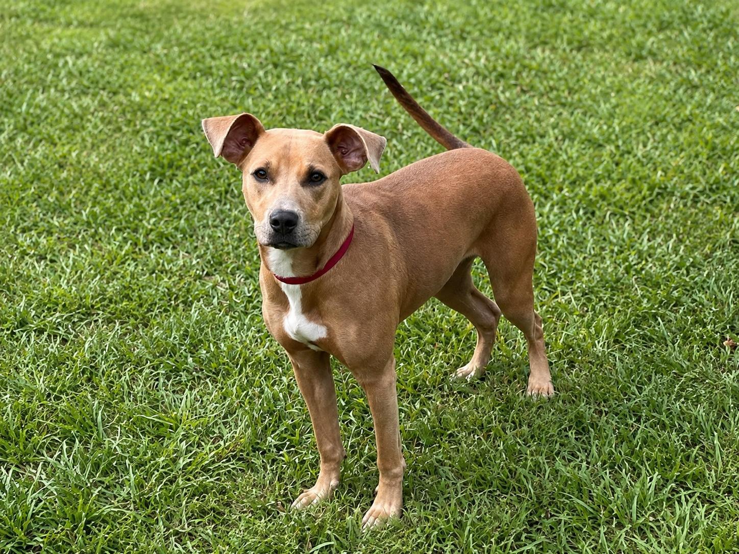 Annie Bell, Adopted, Young Female Labrador Retriever & Mixed Breed.