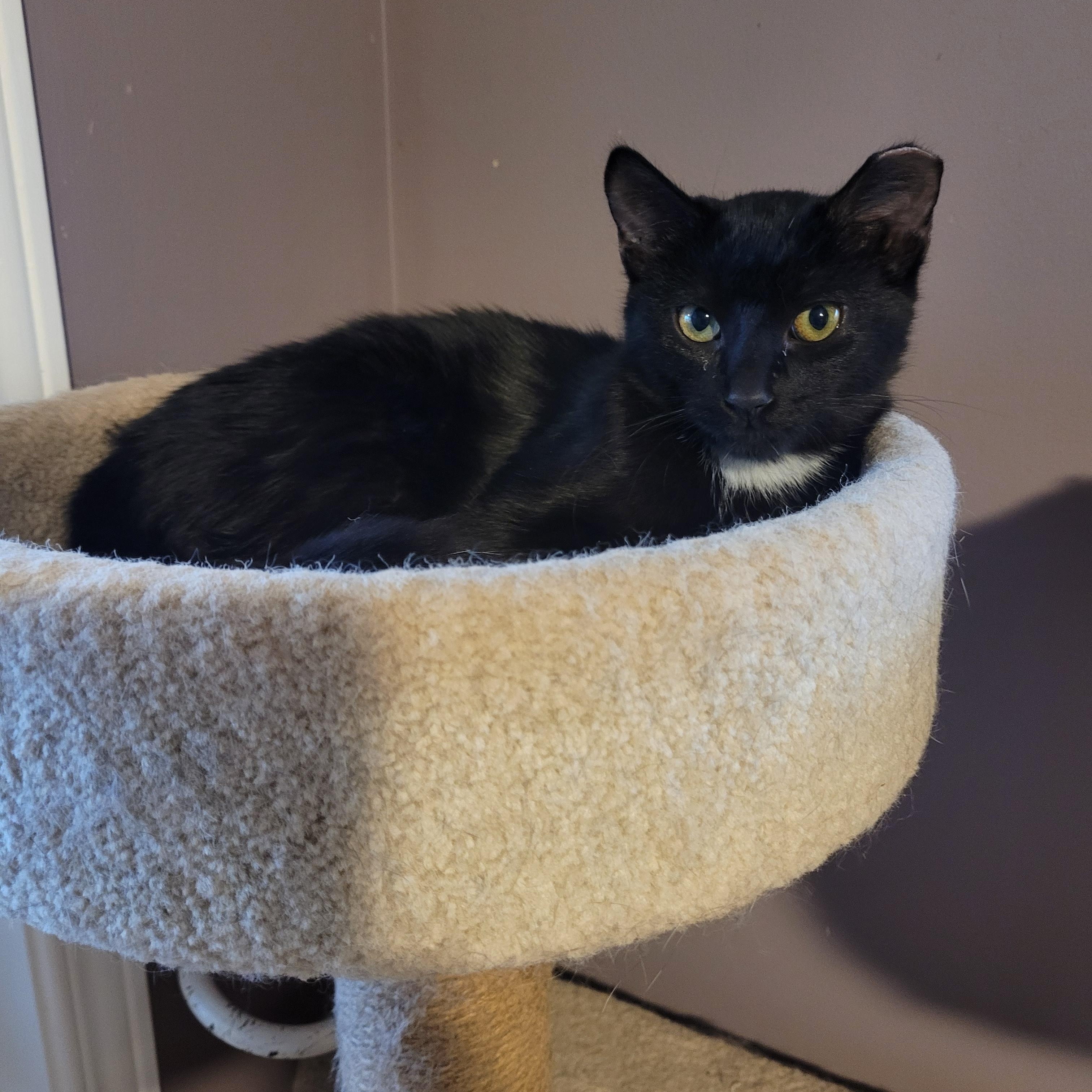 Sammie (m) black 6mths old, Adoptable, Young Male Domestic Short Hair.