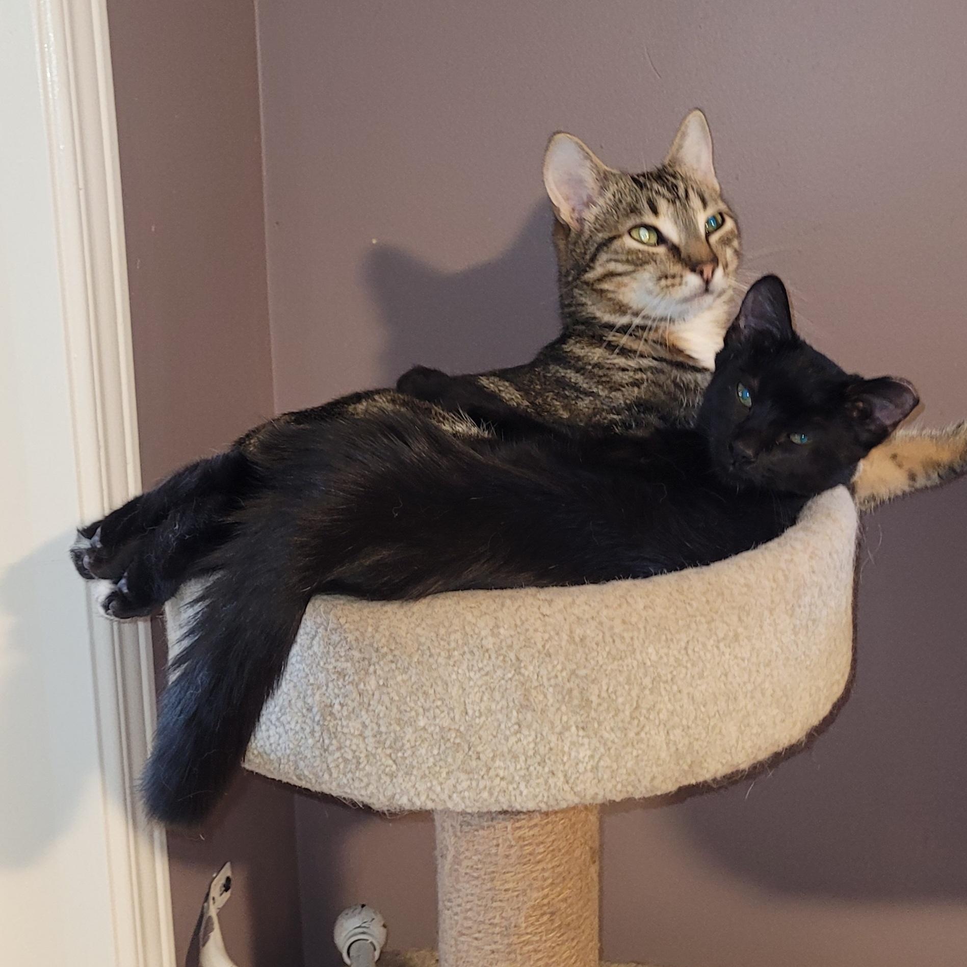 Enlarge Sammie (m) black 6mths old, a Adoptable Domestic Short Hair in Ottawa, ON image 6/6