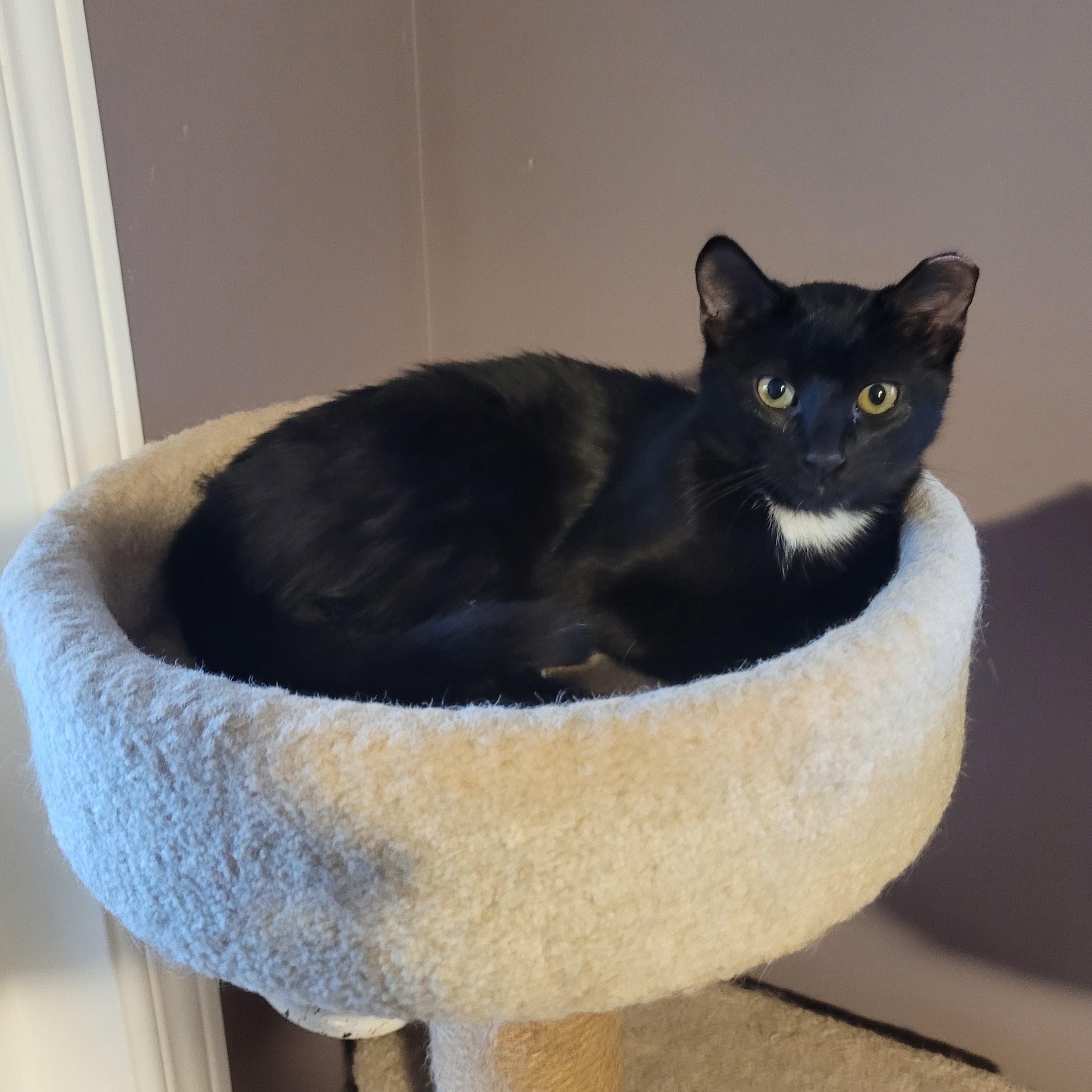 Enlarge Sammie (m) black 6mths old, a Adoptable Domestic Short Hair in Ottawa, ON image 5/6