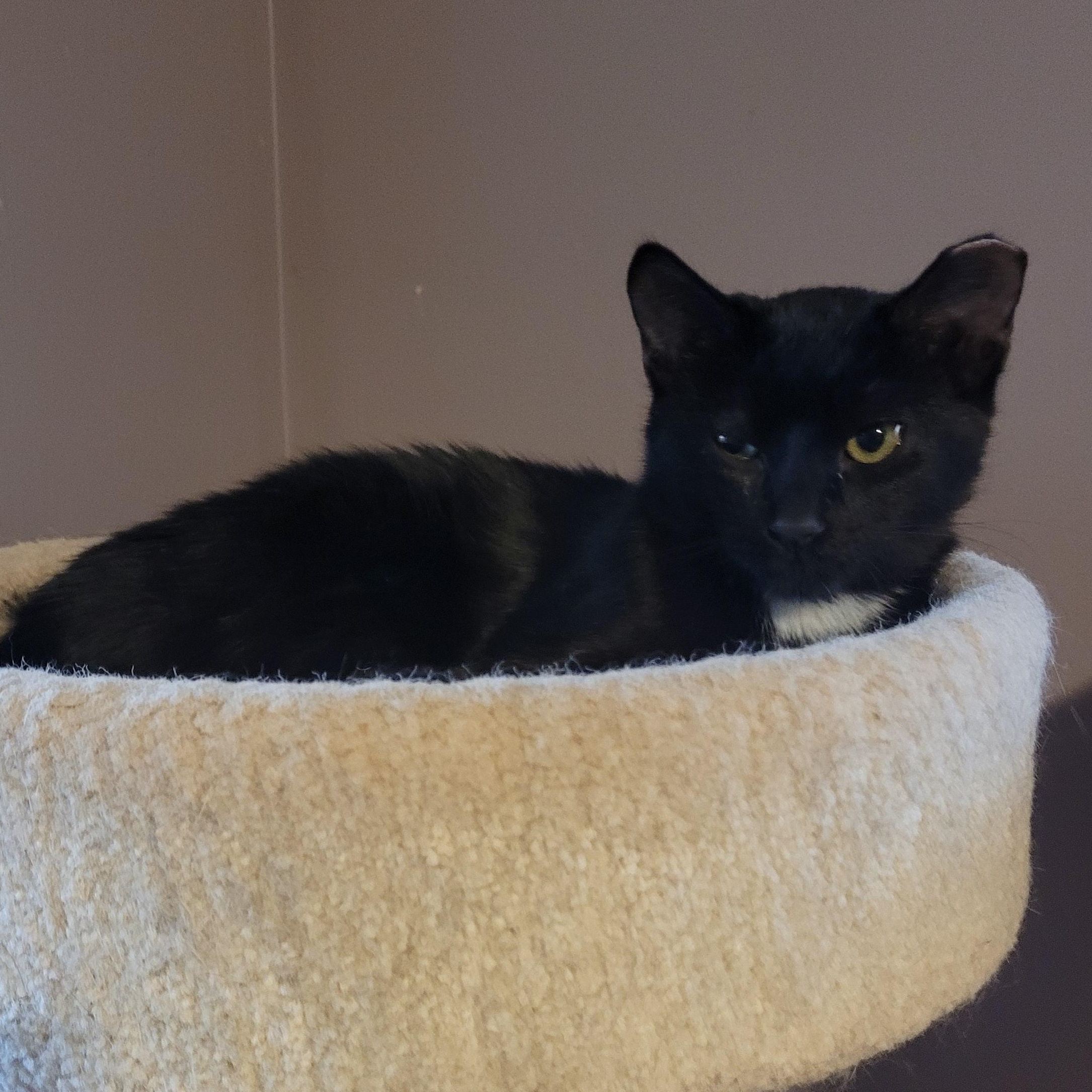 Enlarge Sammie (m) black 6mths old, a Adoptable Domestic Short Hair in Ottawa, ON image 4/6
