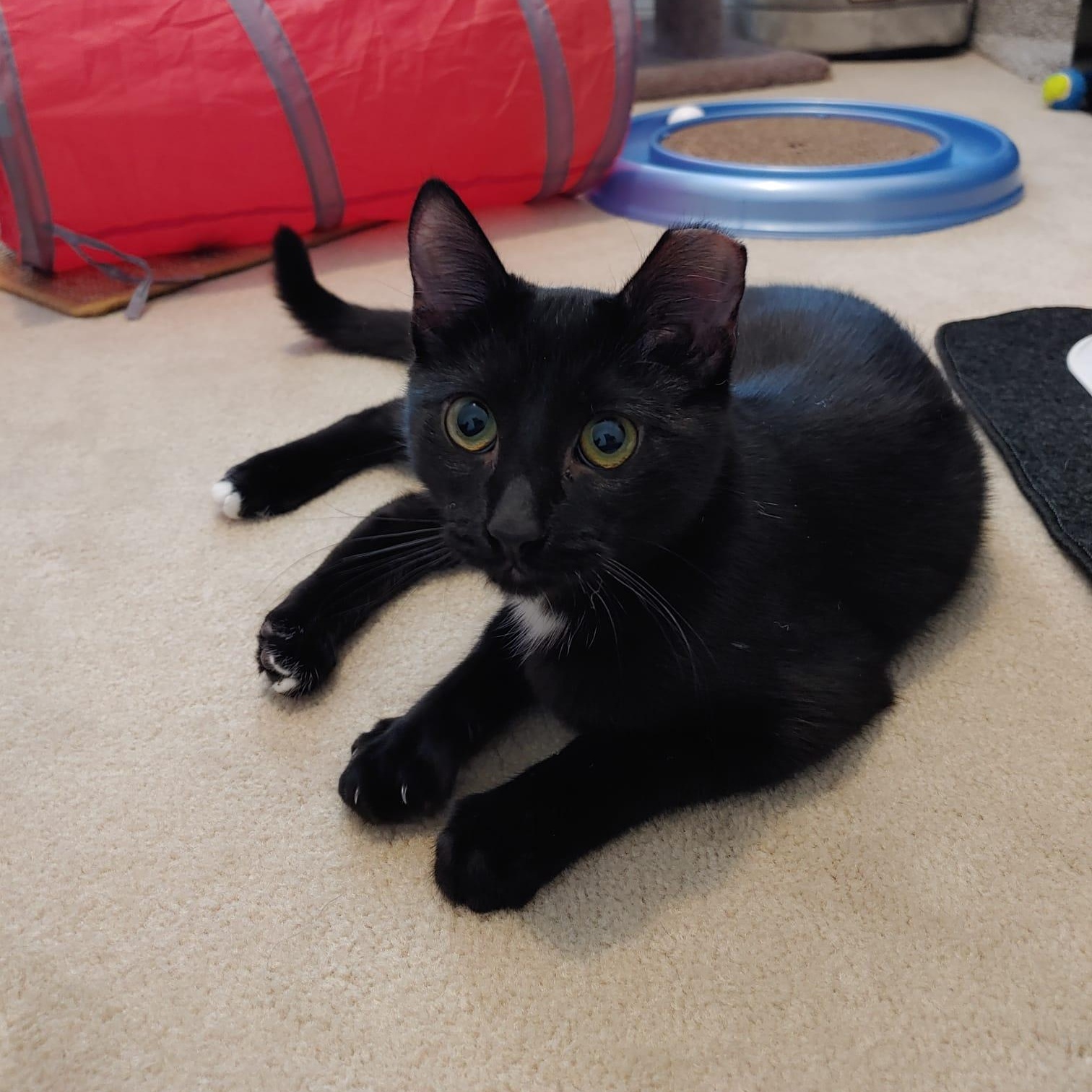 Sammie (m) black 7mths old, Adoptable, Young Male Domestic Short Hair.