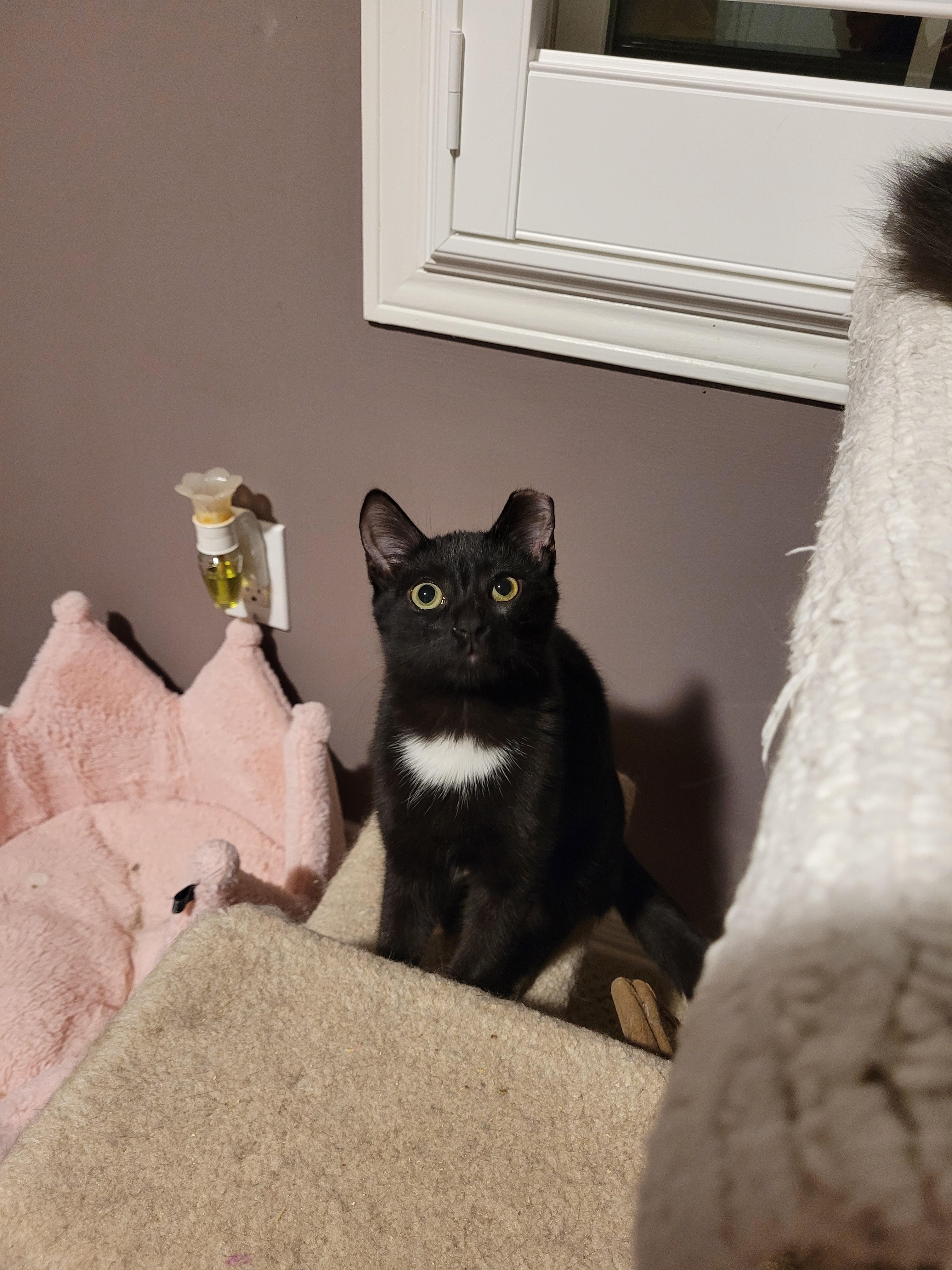 Sammie (m) black 5mths old